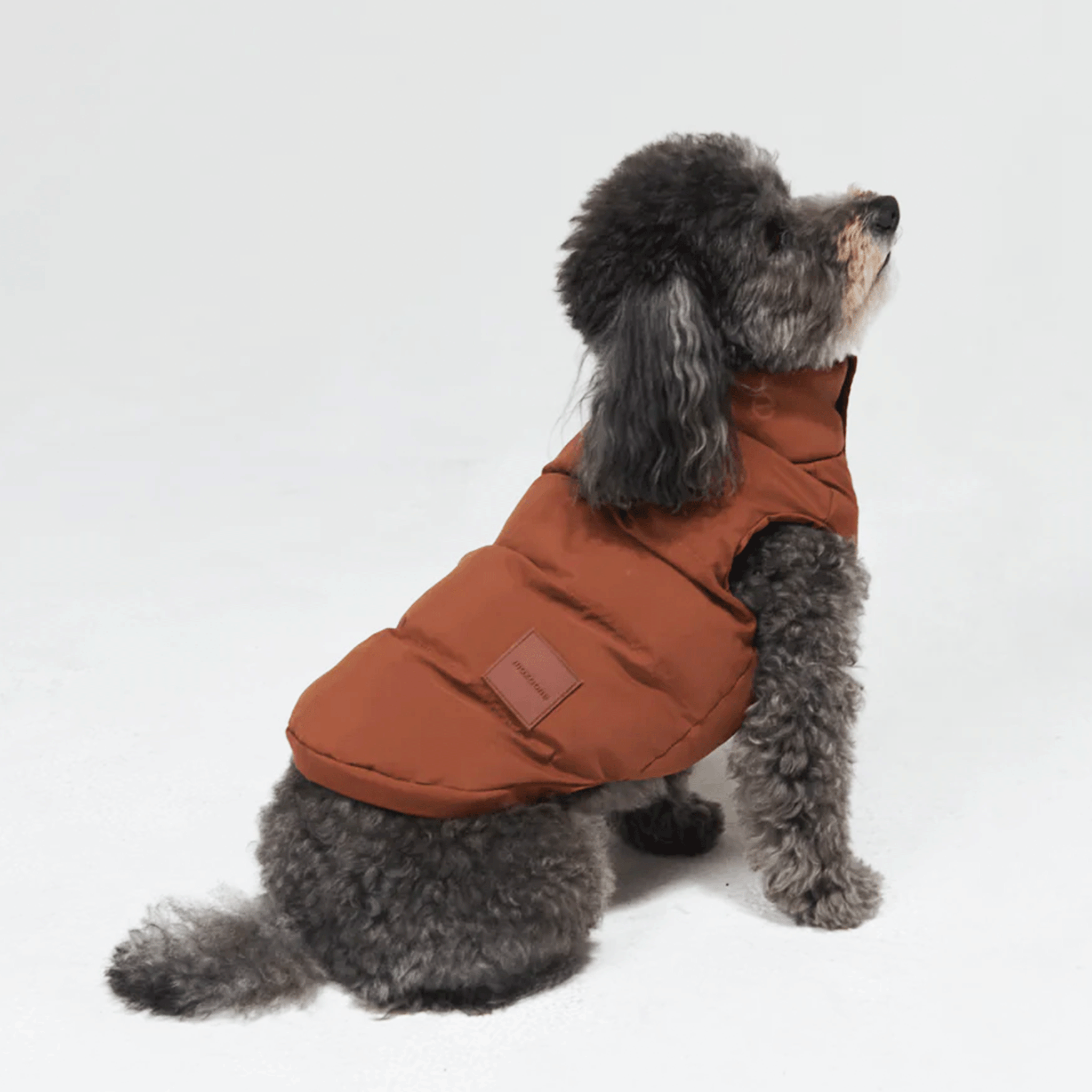 A poodle wearing a camel colored puffer vest. 