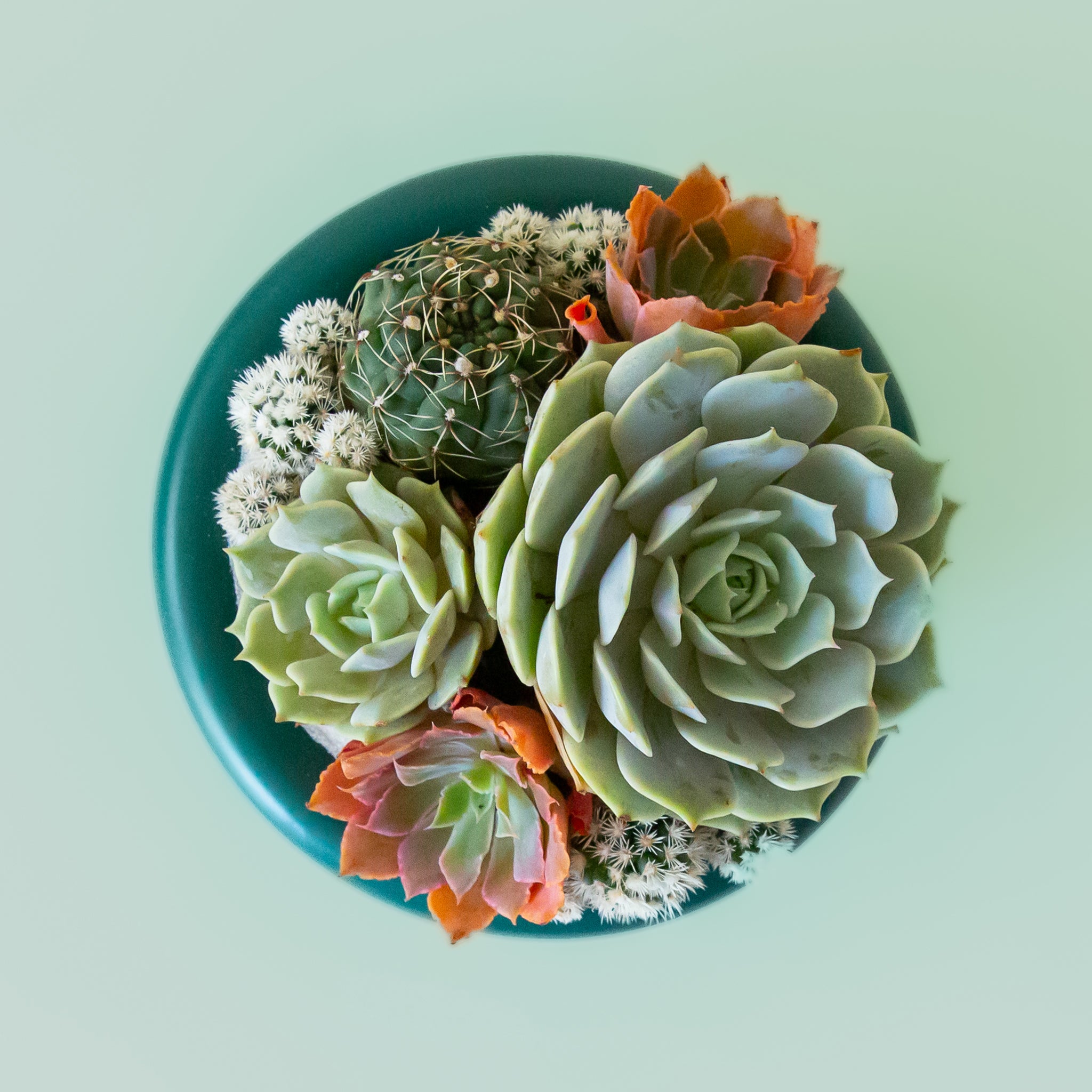 green footed low bowl