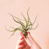A green air plant with wavy irregular points. 