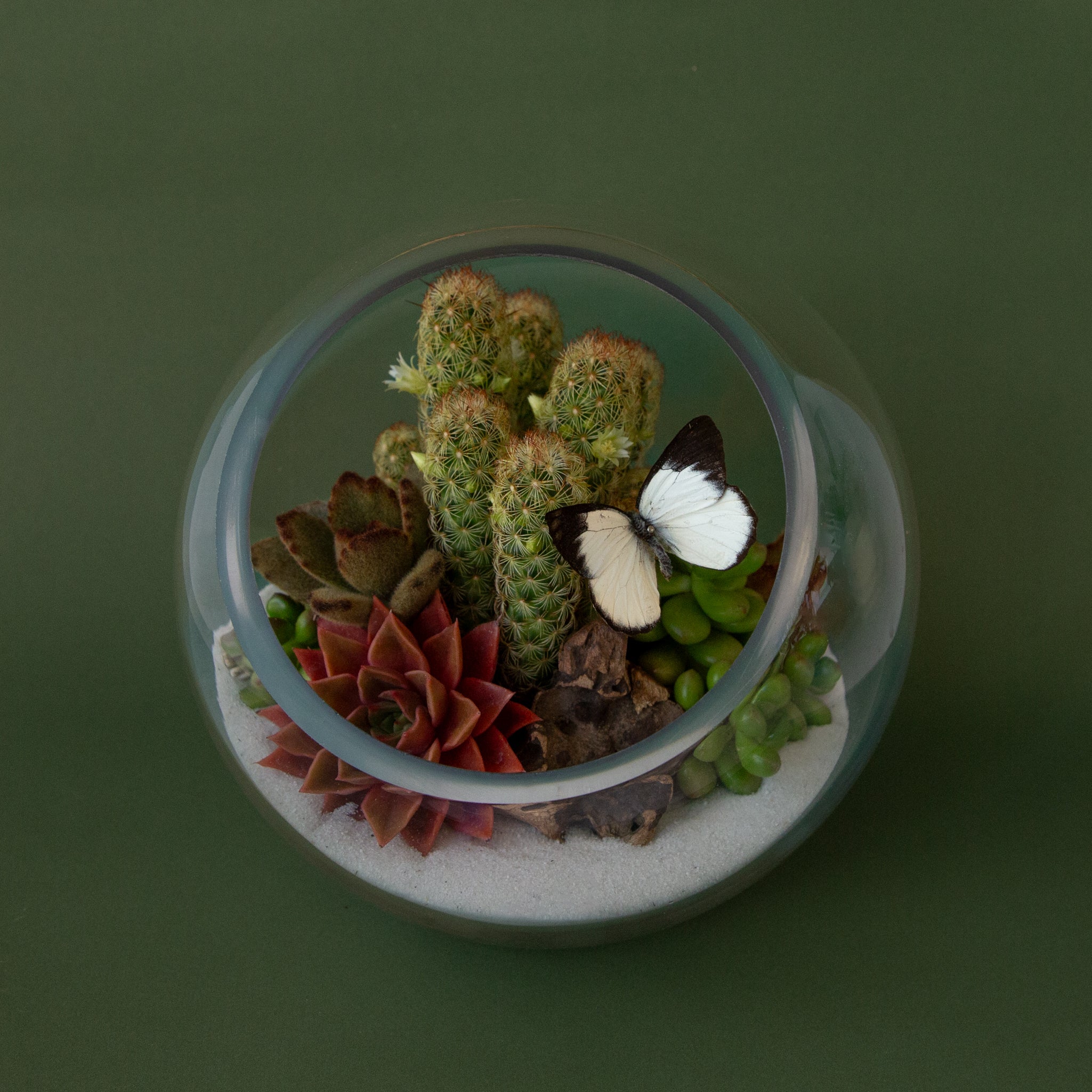 Butterfly Garden Workshop | June 13th, 2026