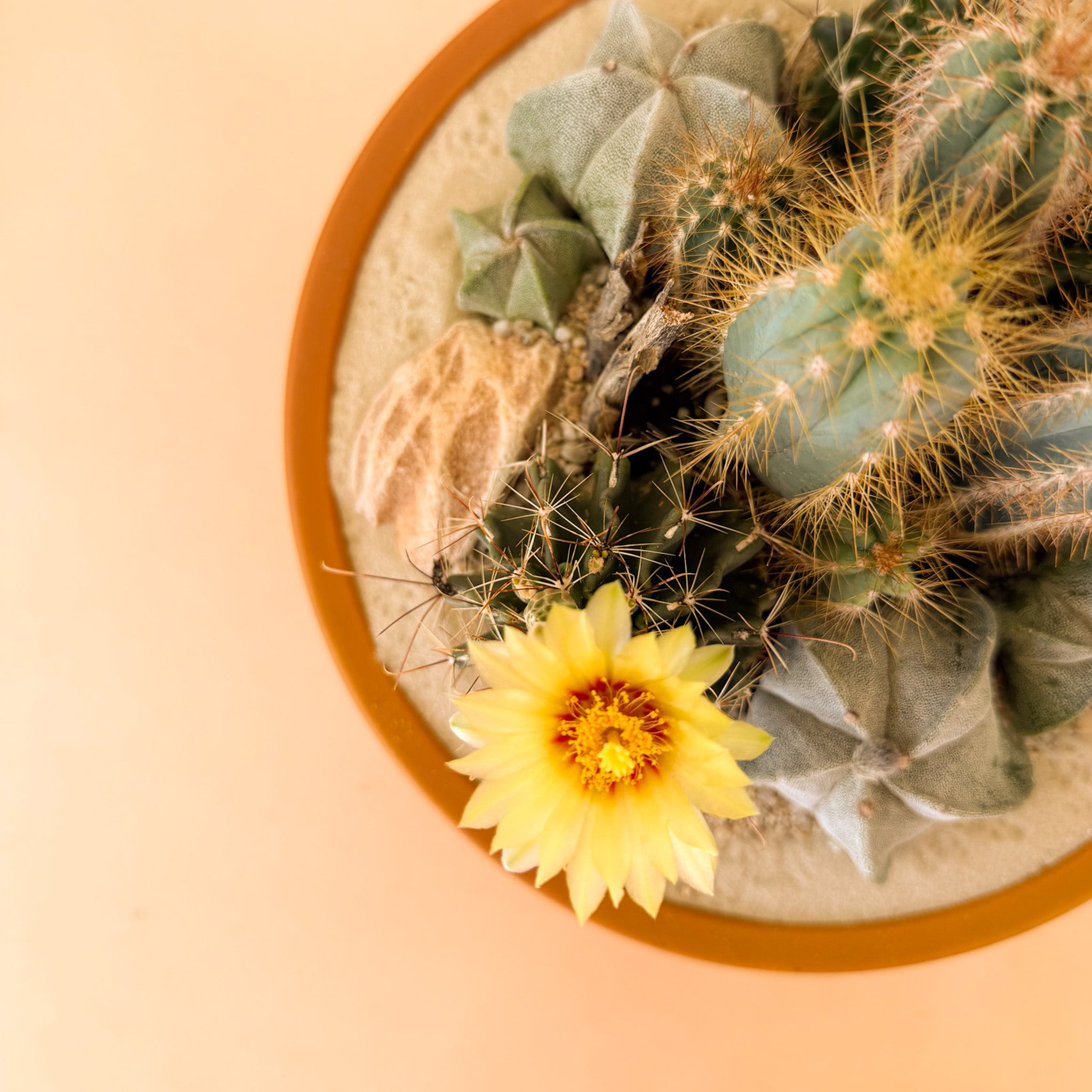 Desert Garden Cacti Workshop | August 29th, 2026