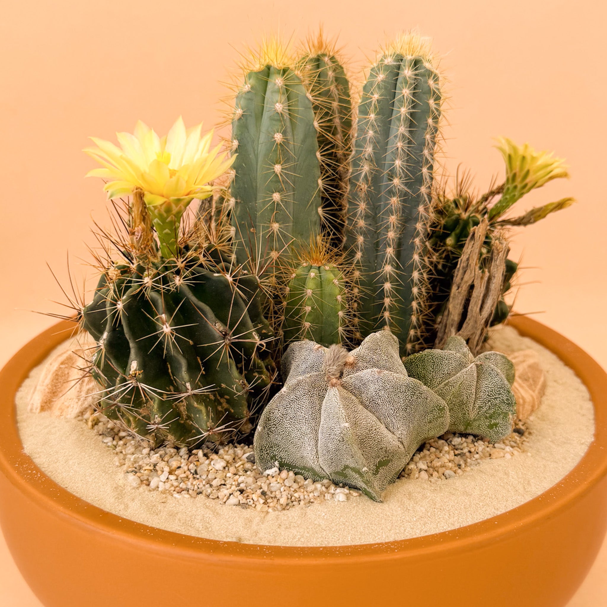 Desert Garden Cacti Workshop | August 29th, 2026