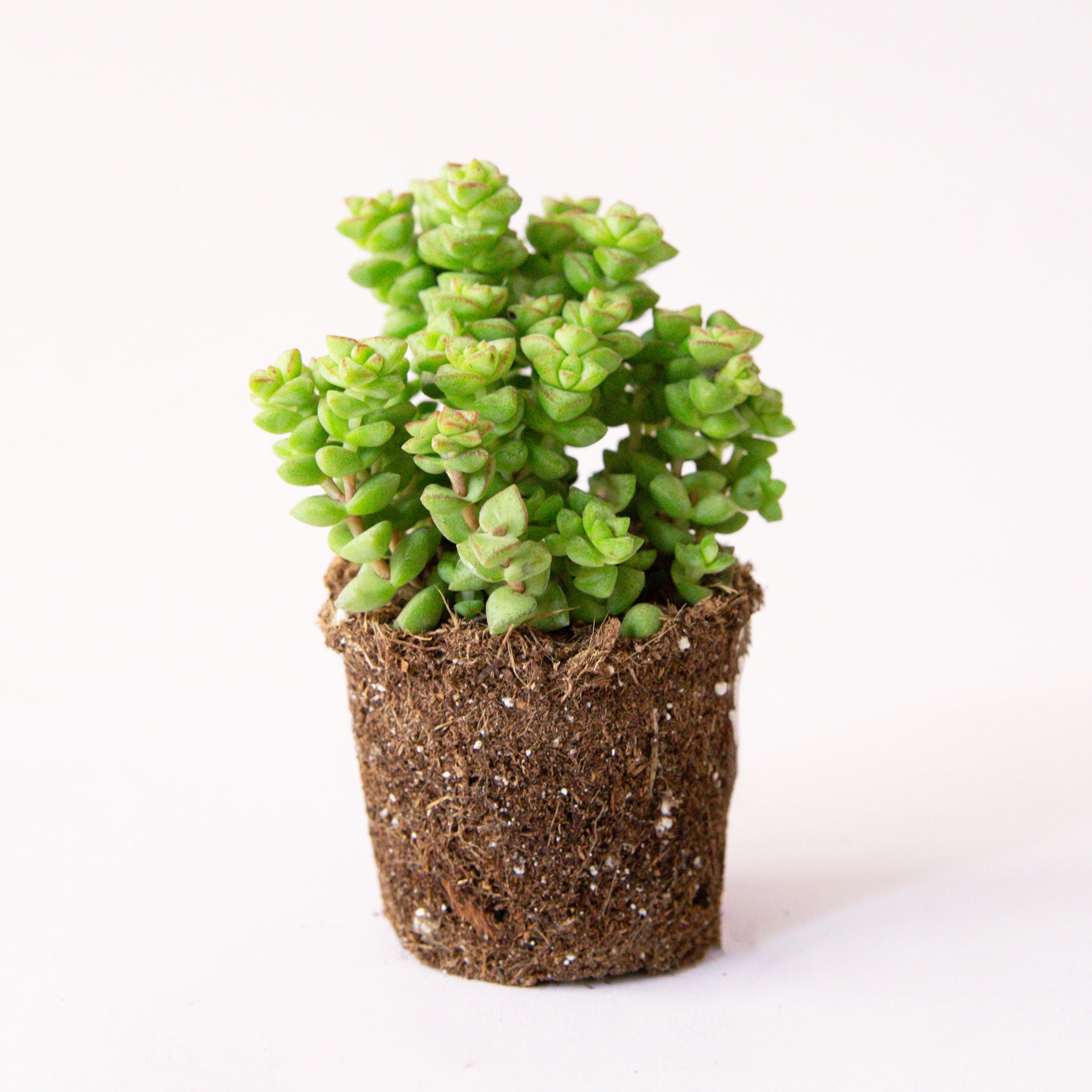 Crassula Tom Thumb succulent.