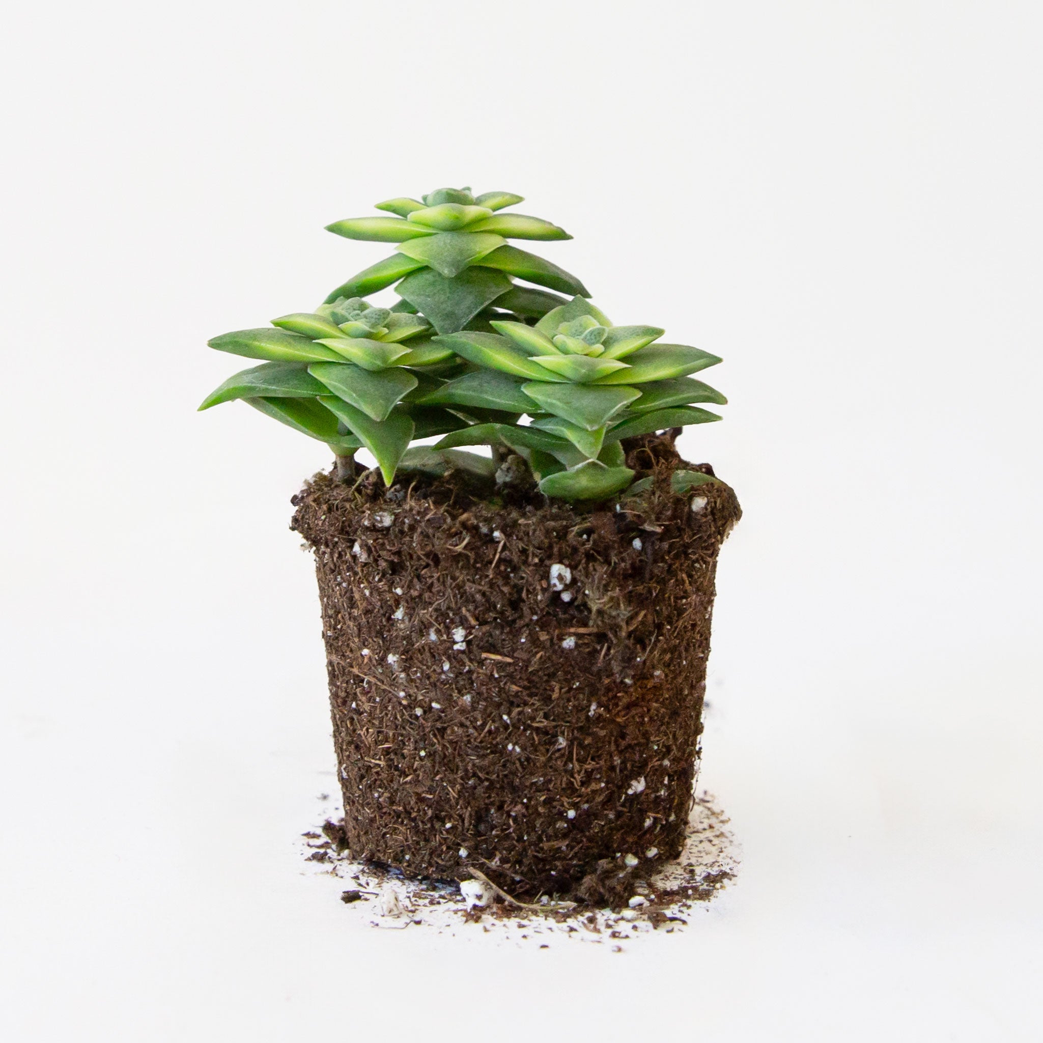 A green succulent called a crassula perforata varietgata. 