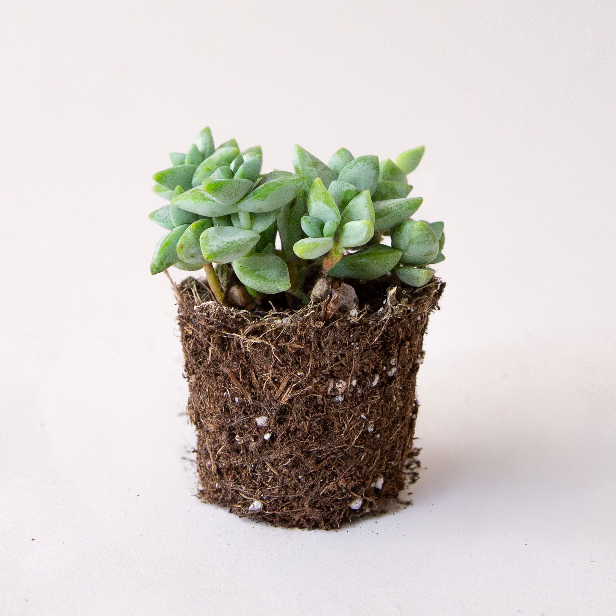 Crassula Rupestris succulent.