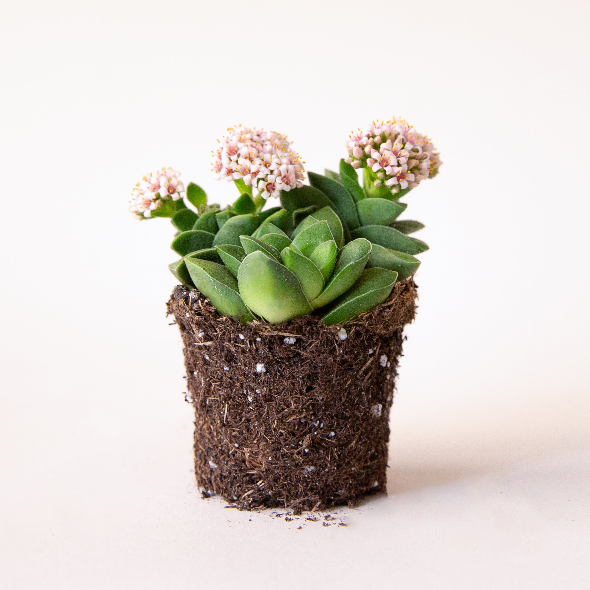 A succulent called a crassula springtime. 