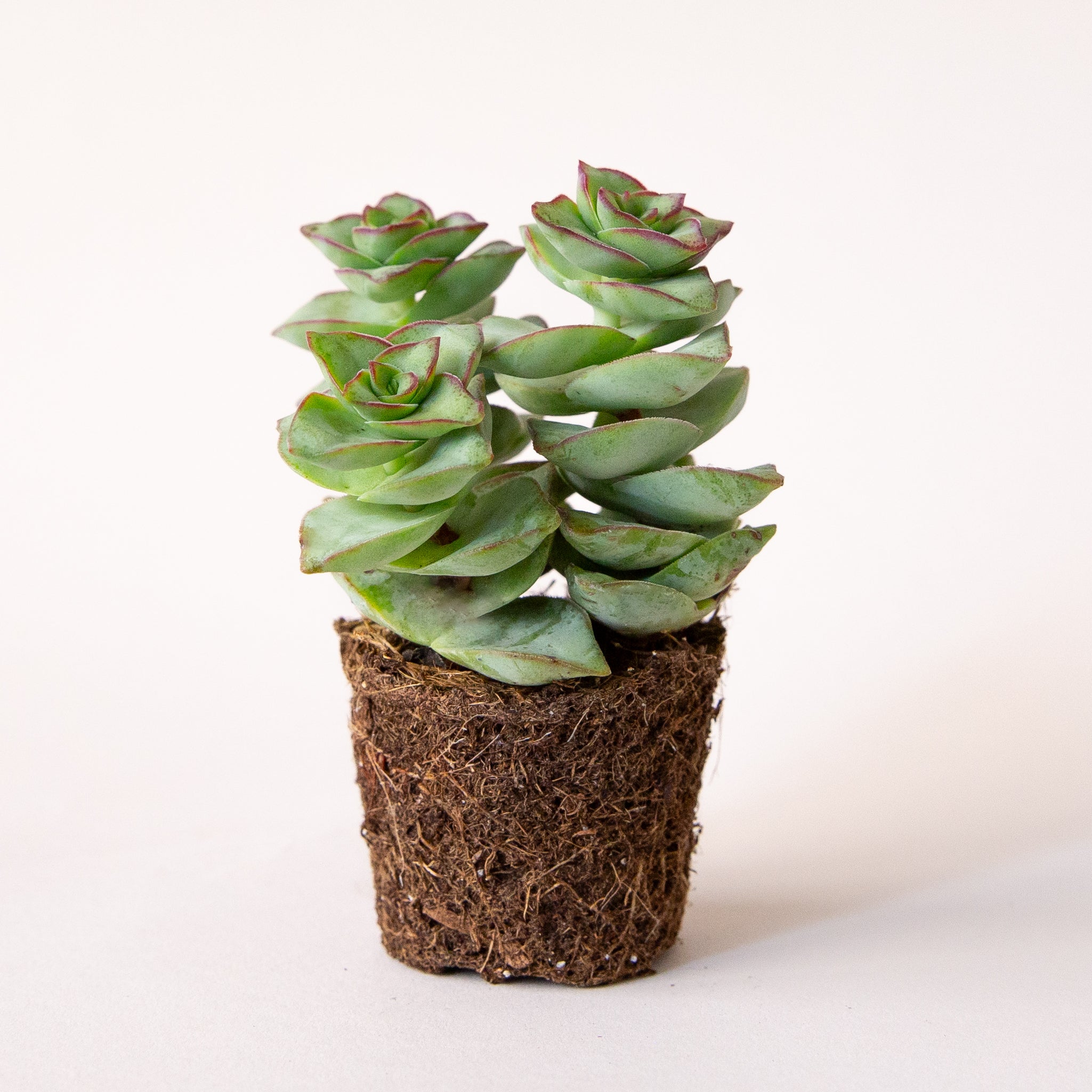 A succulent called a crassula string of buttons. 