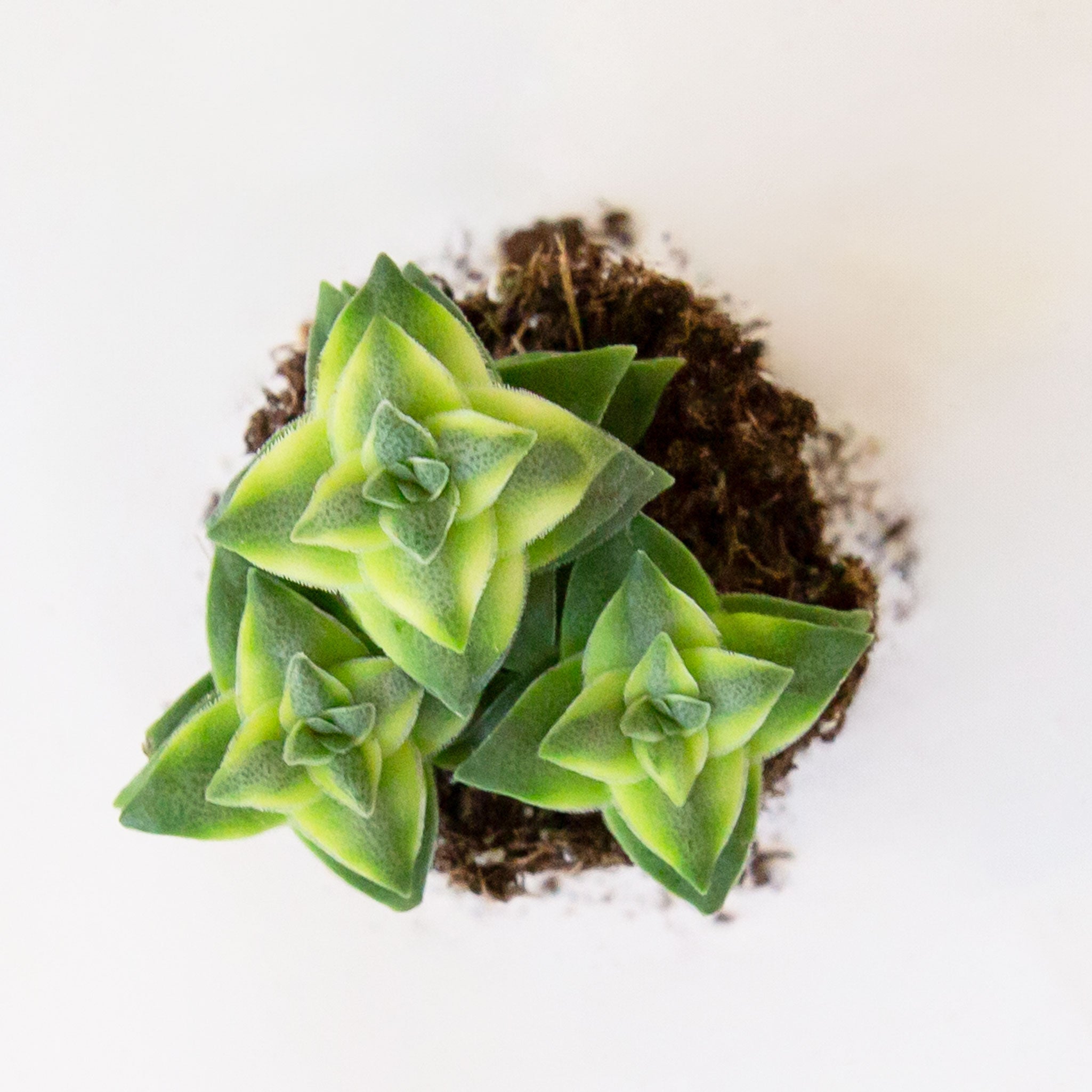 A green succulent called a crassula perforata varietgata. 