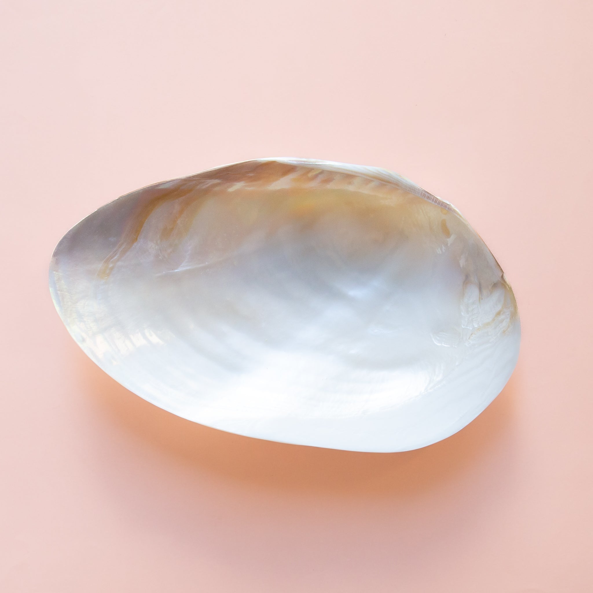 A shell shaped decorative bowl. 