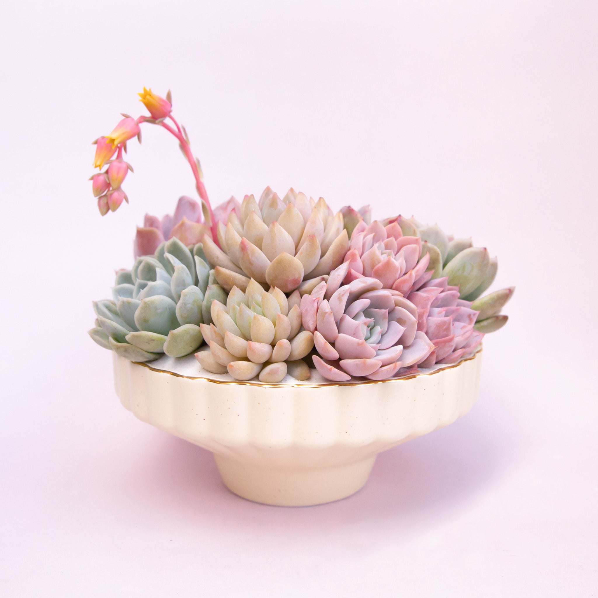 A scalloped ceramic pedestal bowl with a gold rim filled with a succulent arrangement that is not included with purchase. 