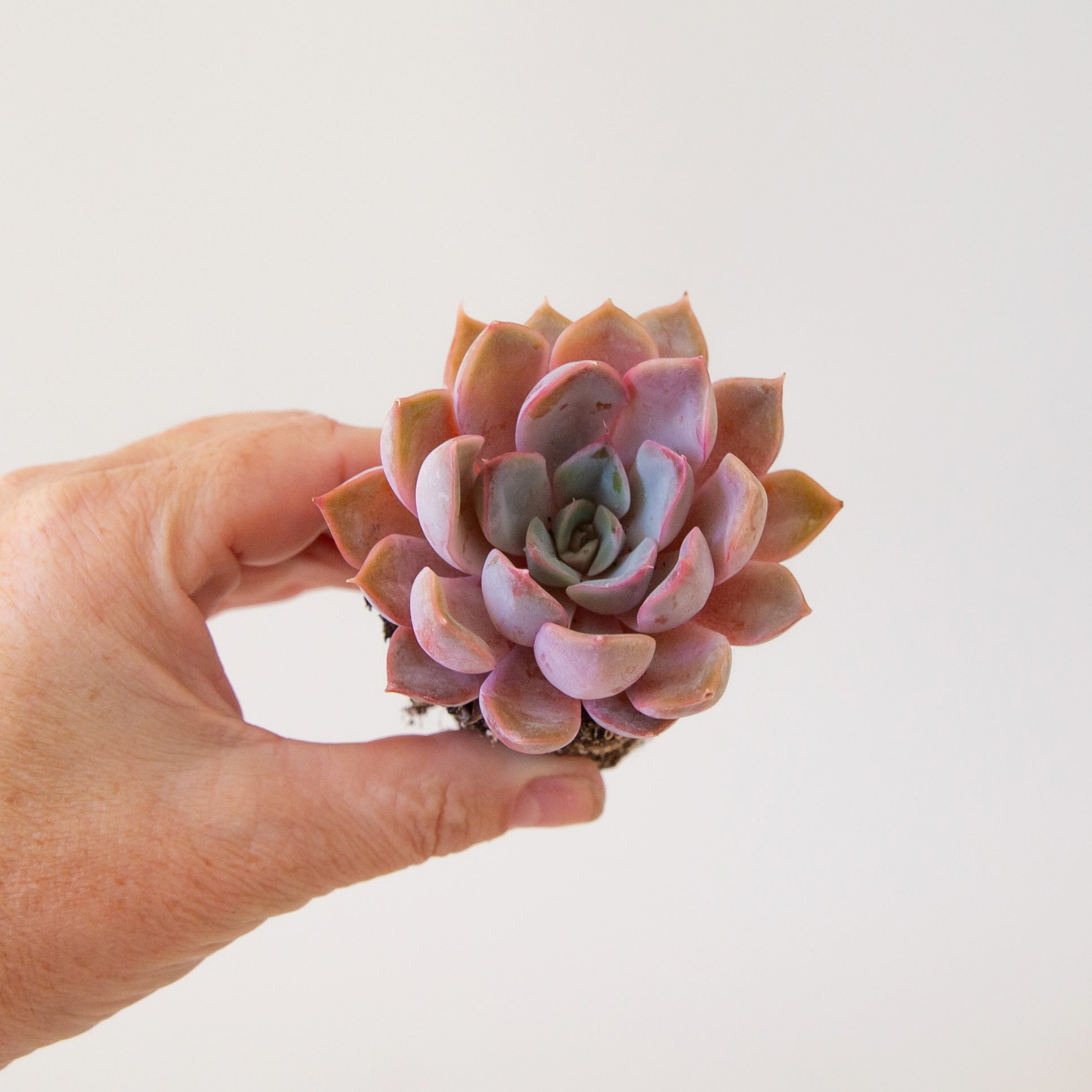 A pink and orange colored succulent in a hand.