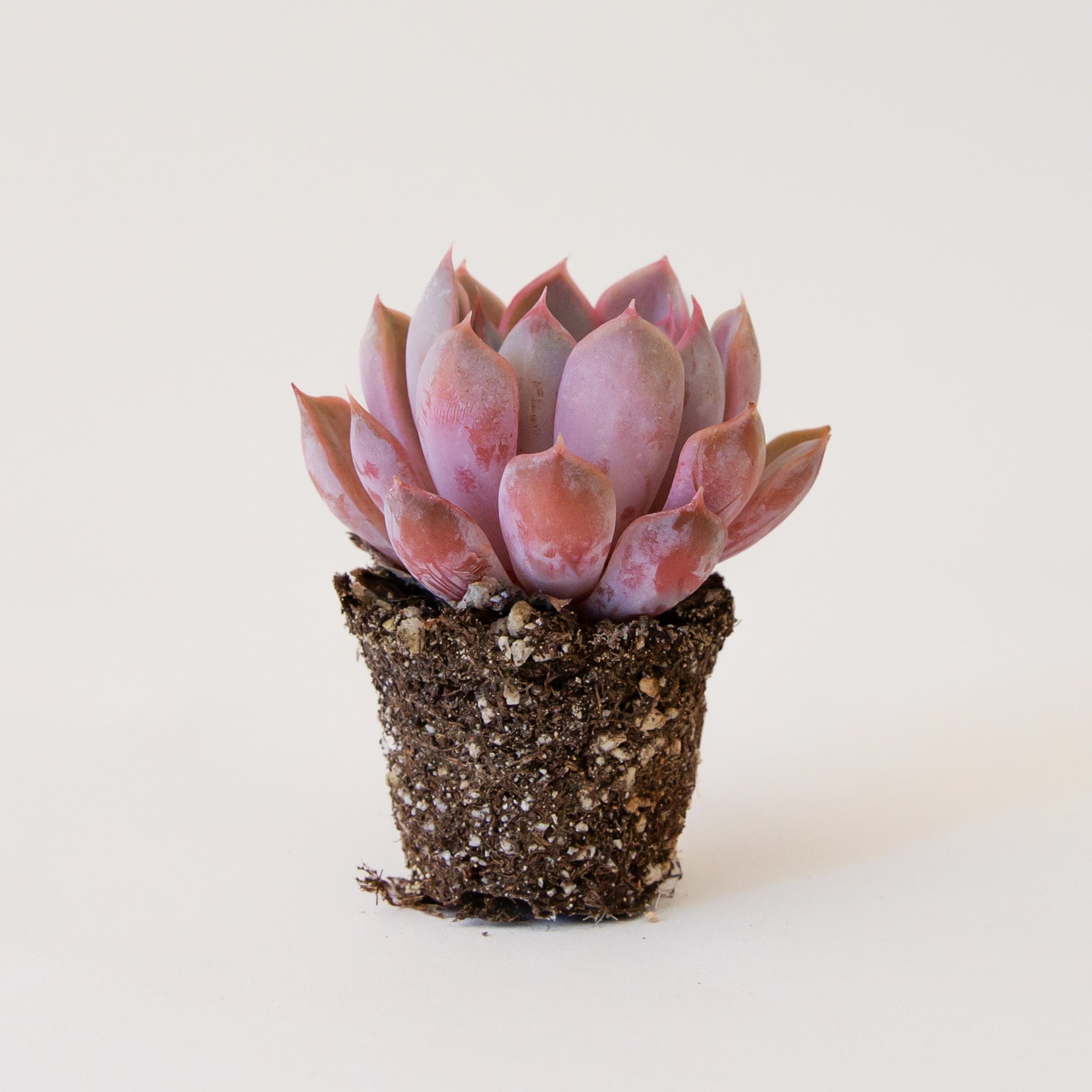A pink and orange colored succulent and it's soil on a white background.