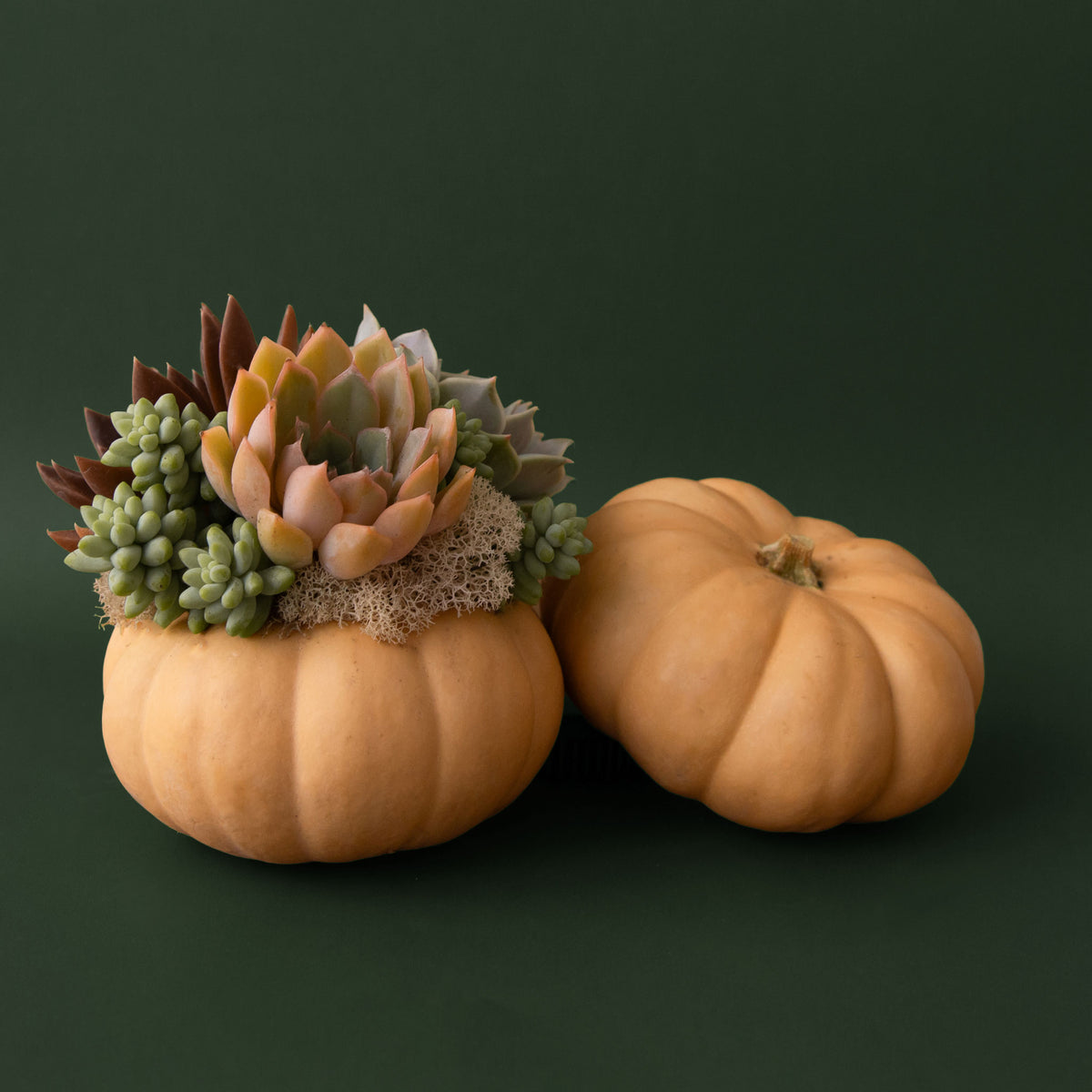 Once Upon a Pumpkin | Succulent Workshop | October 17th, 2026