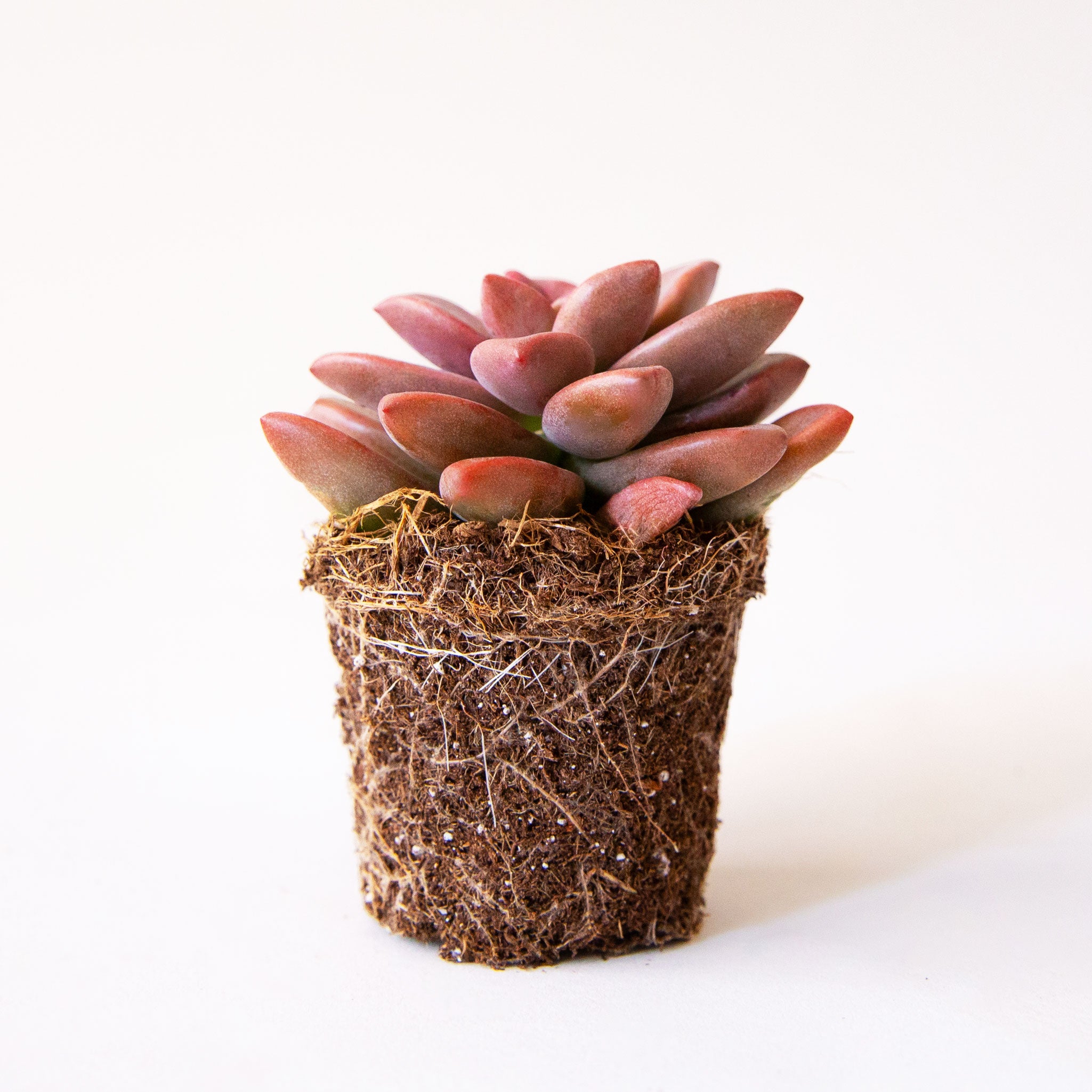 A succulent called a graptosedum vera higgins.