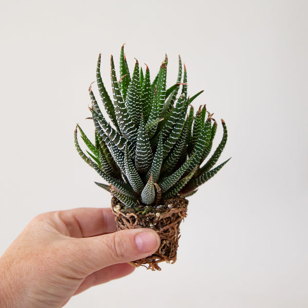 haworthia zebra succulent plant care Haworthia