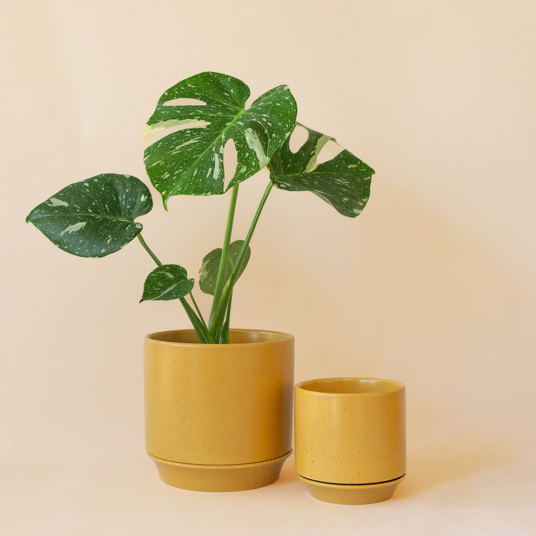 Two yellow pots on a peach ground.  The larger pot has a monstera plant in it.