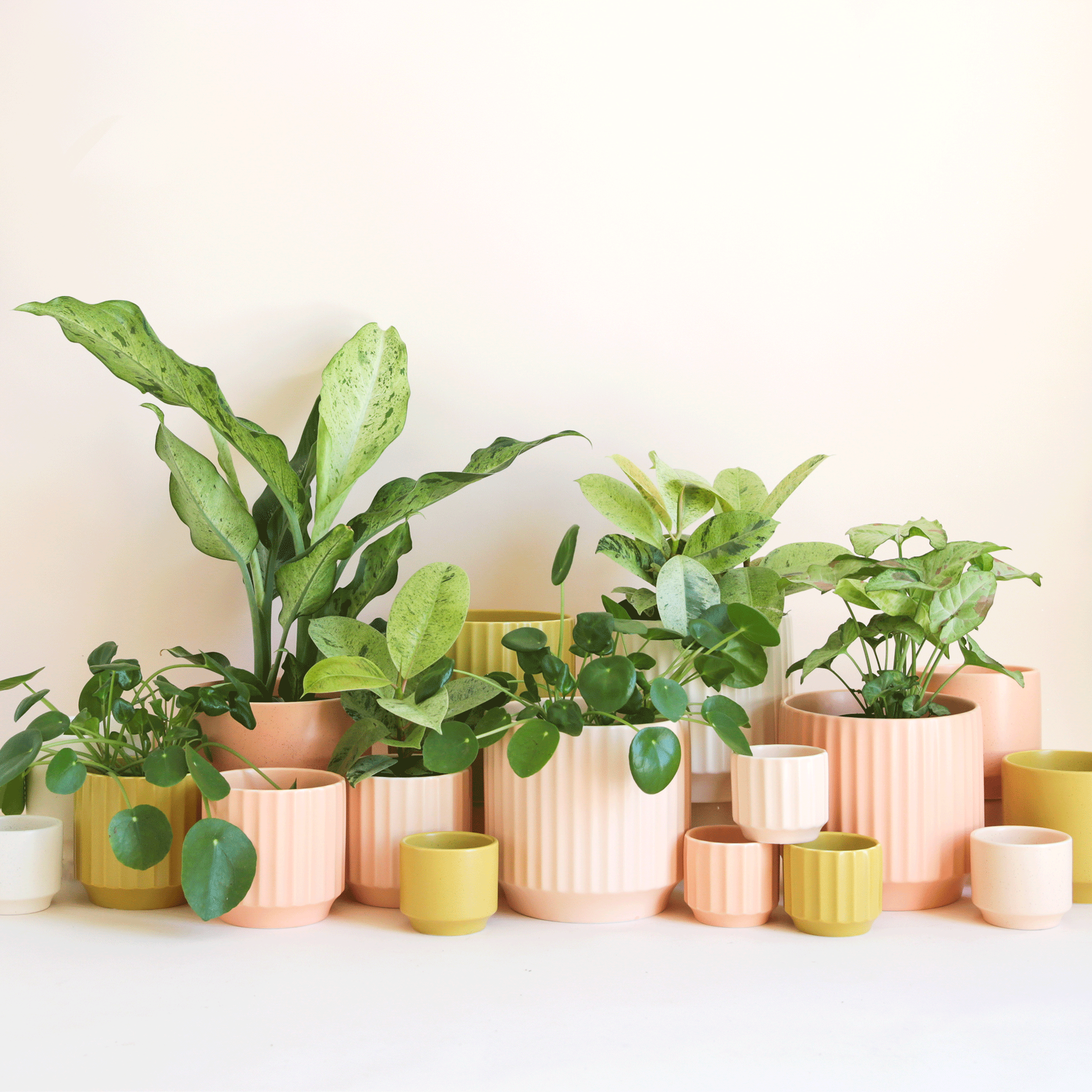 On an ivory background is a collection of ceramic planters with different finishes and colors and filled with green houseplants. There are ribbed planters, smooth options and a range of colors from ivory to salmon to a chartreuse green.
