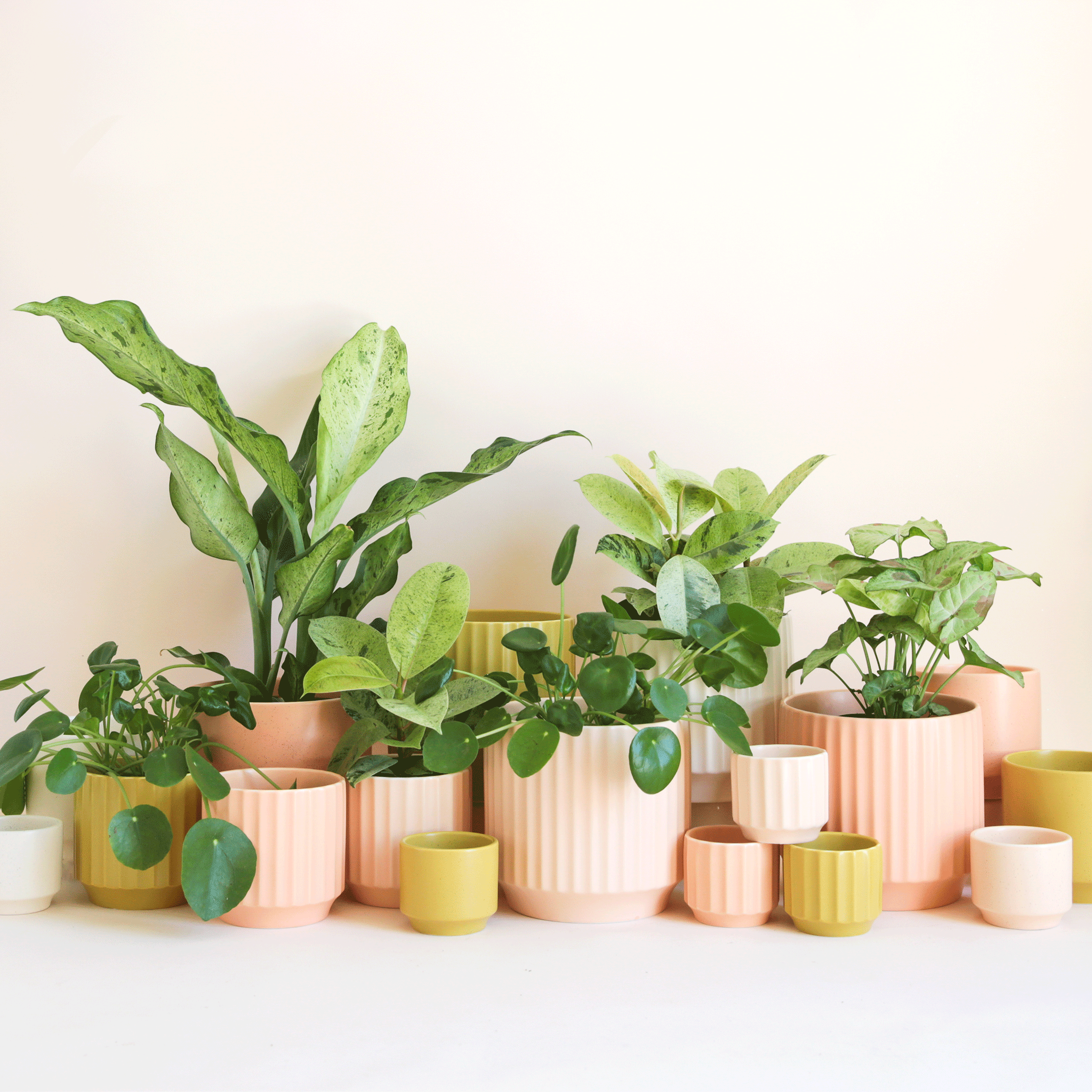Stylish Indoor & Outdoor Planters, Flower Vases | Pigment