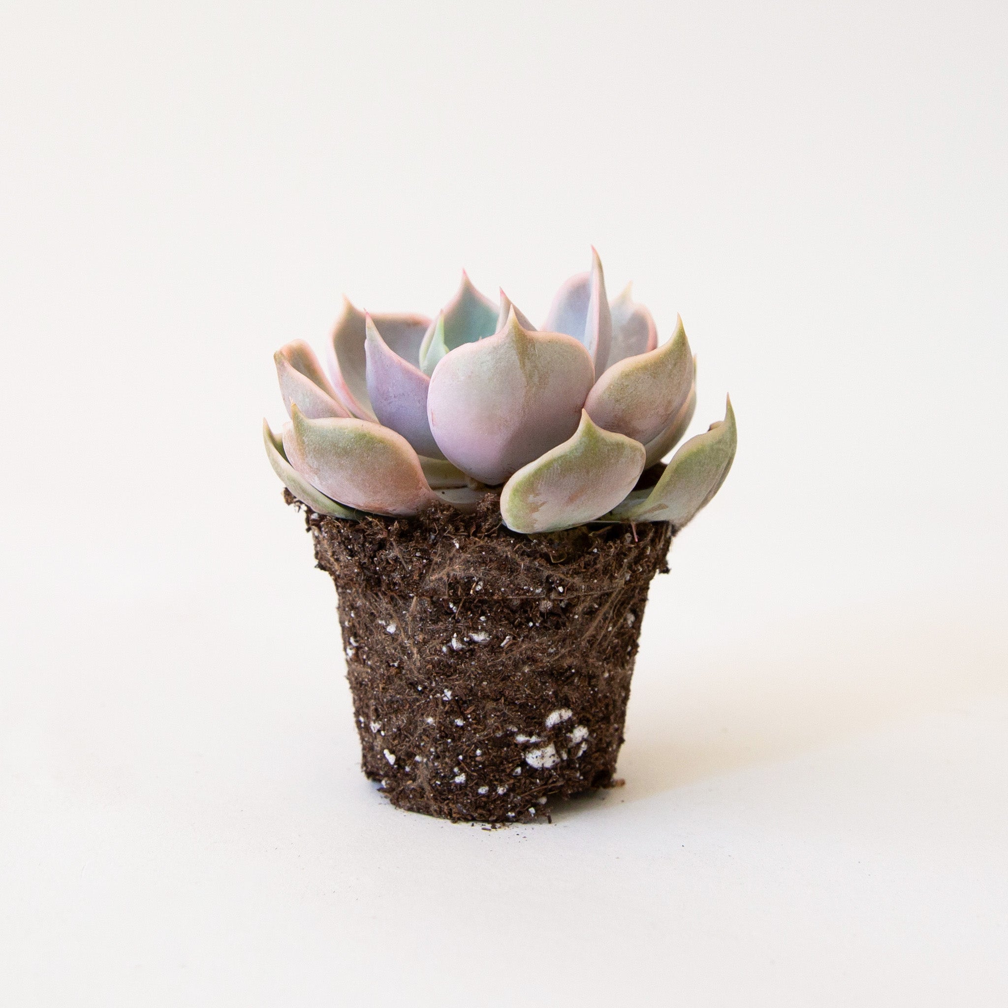 The profile of lavender succulent.