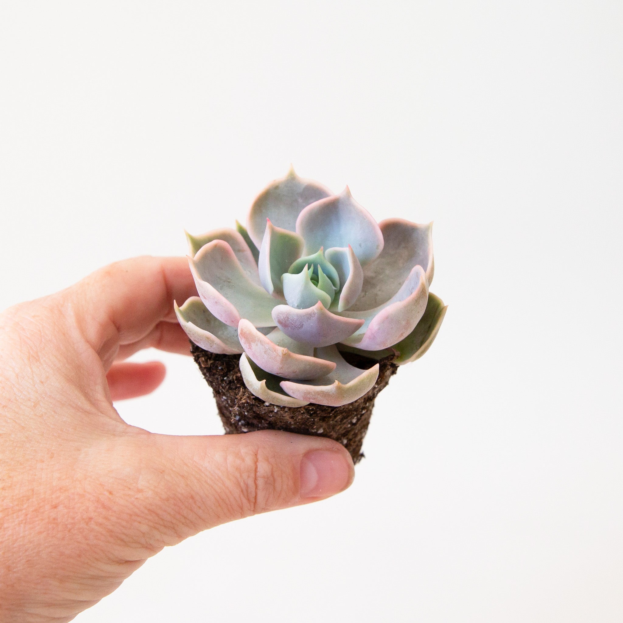 A succulent in a hand.