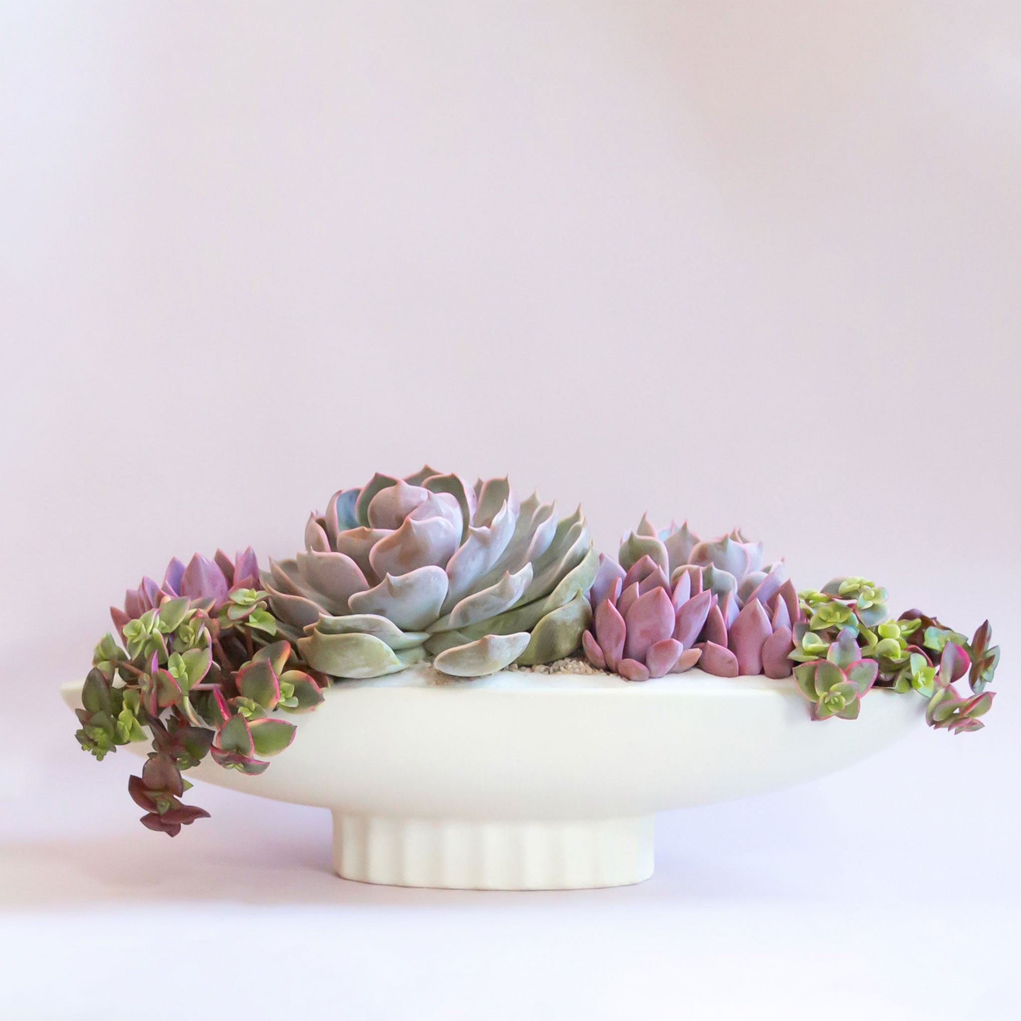 An elongated ceramic pedestal bowl planted with succulents.