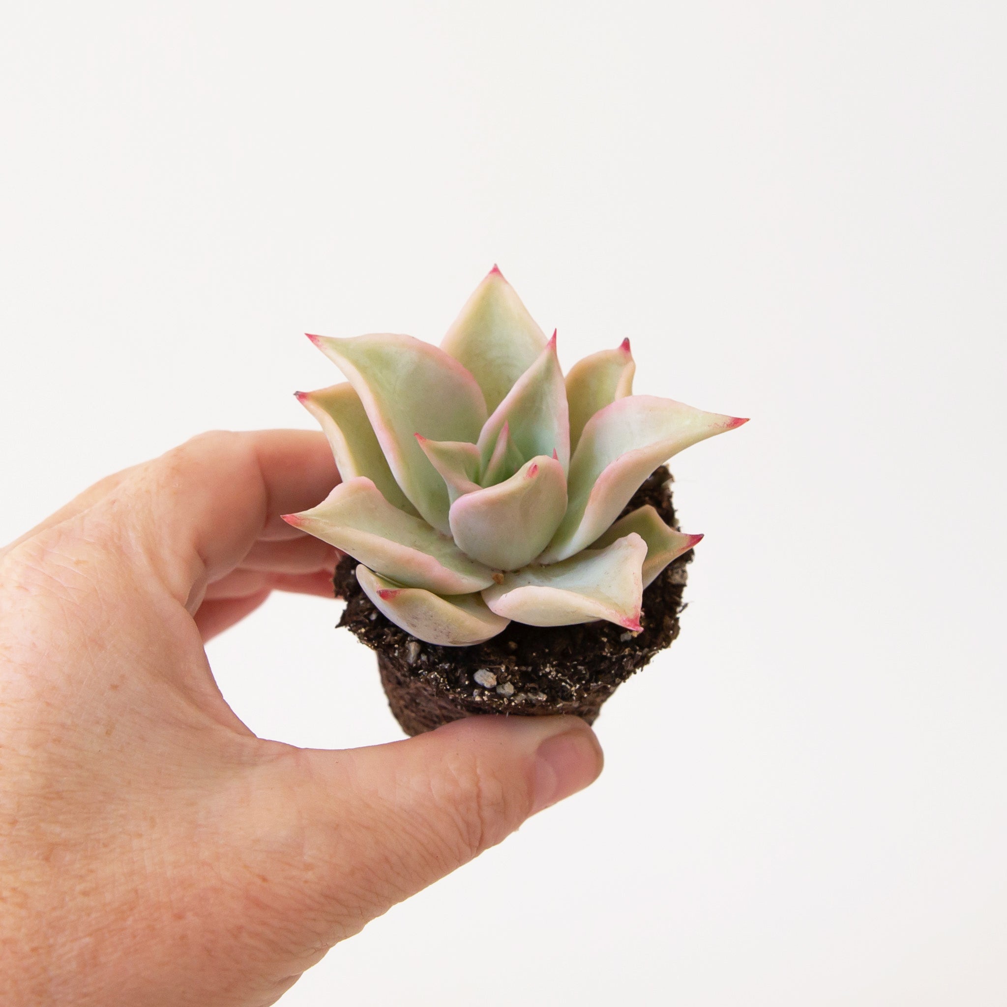 A succulent with red tips in a hand.