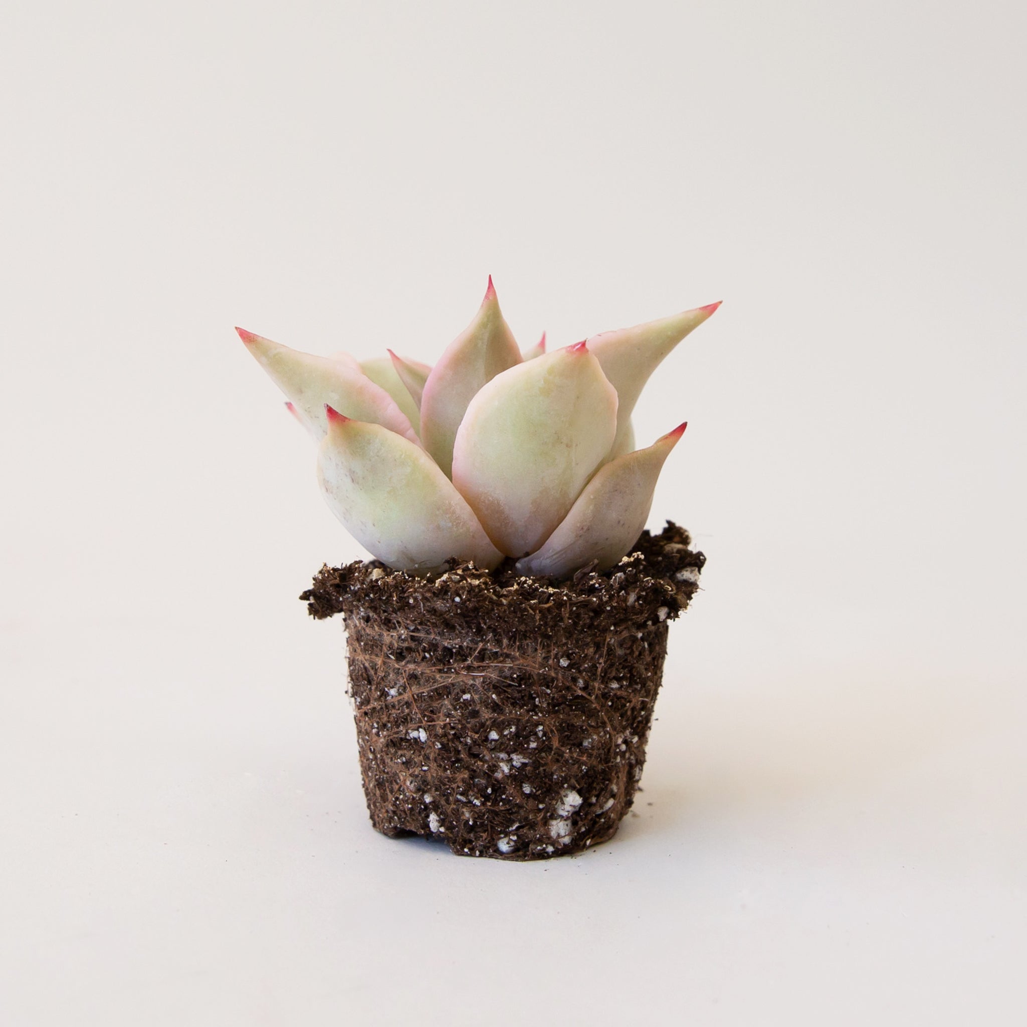 The profile of a red tipped succulent and soil.