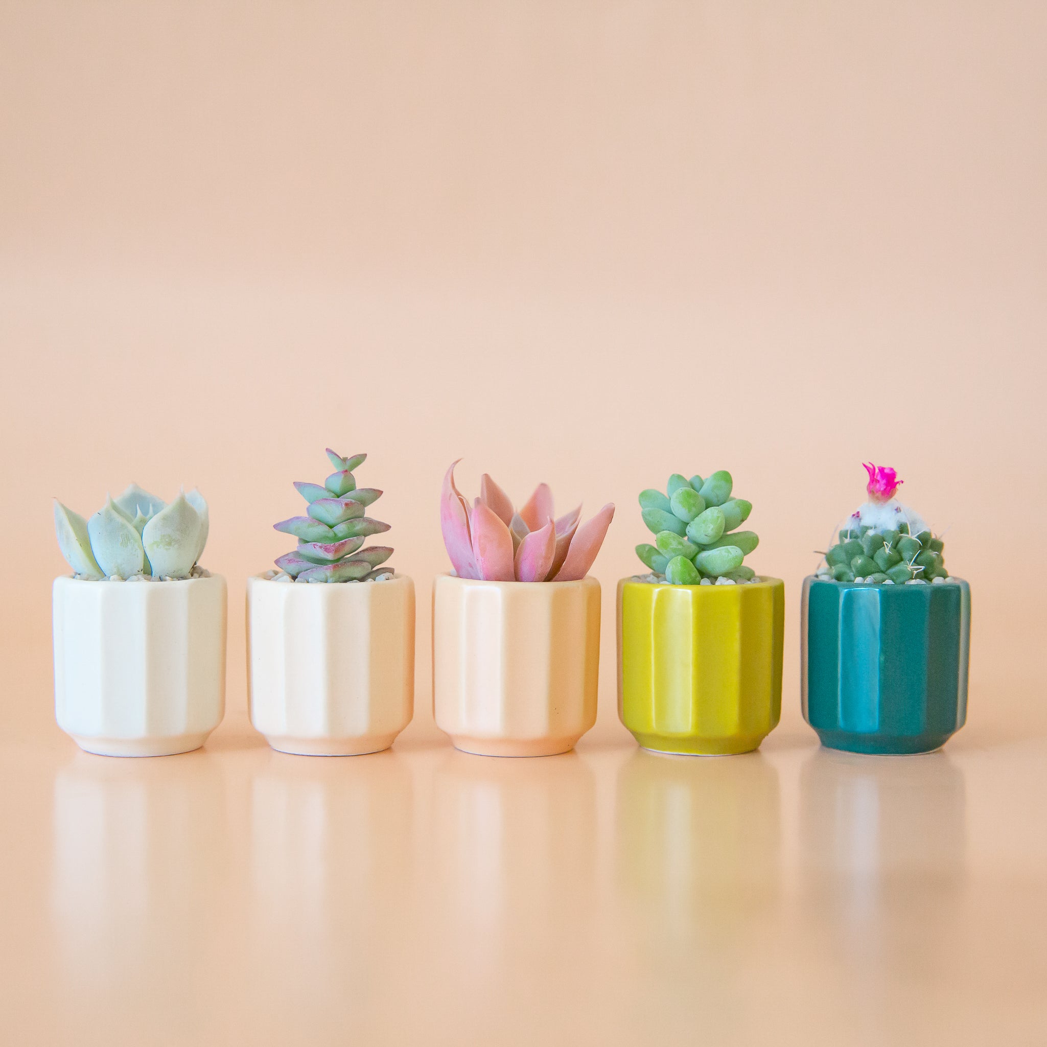 plants for mini pots Monroe Mini Planter