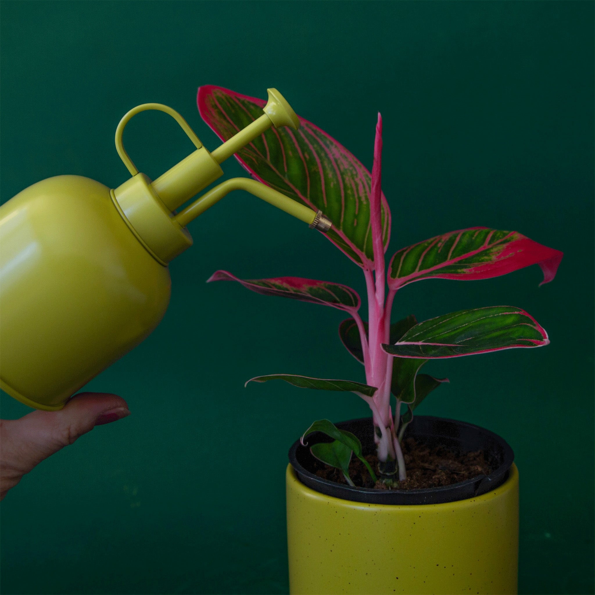 A lime green plant mister aiming at a pink and green leafed plant in a green pot.