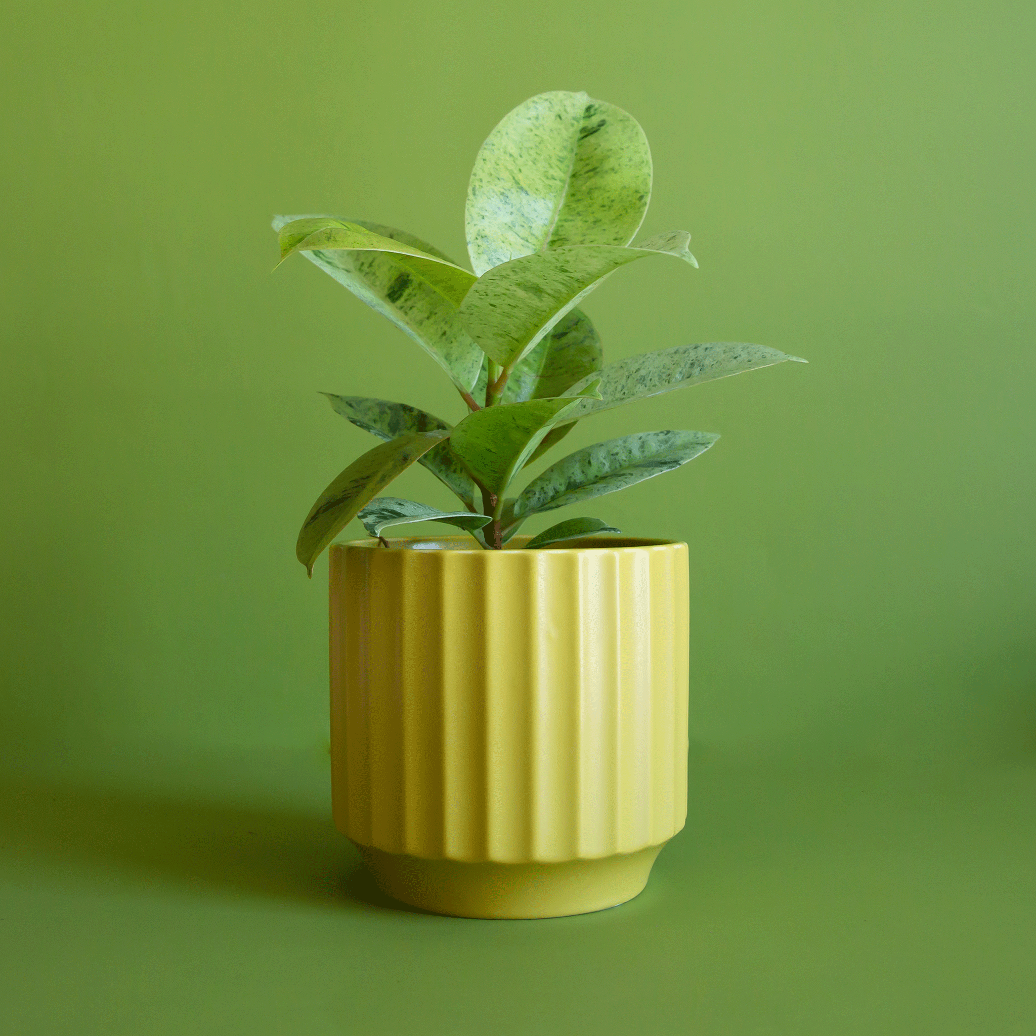  On a green background is a ribbed chartreuse planter filled with a green house plant inside.