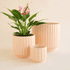 On a white background is three different sized ceramic pots with a fluted texture in a light pink shade. The medium pot is filled with an anthurium plant.