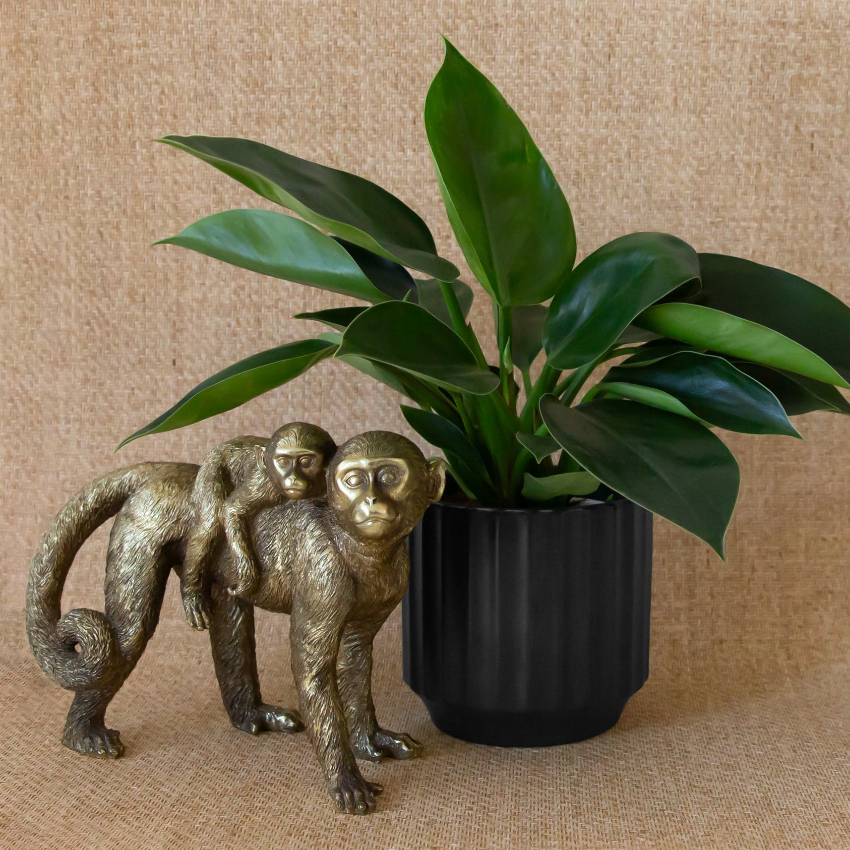 A black fluted ceramic planter with a plant inside sold separately. 