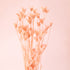 Pale pink dried florals. 