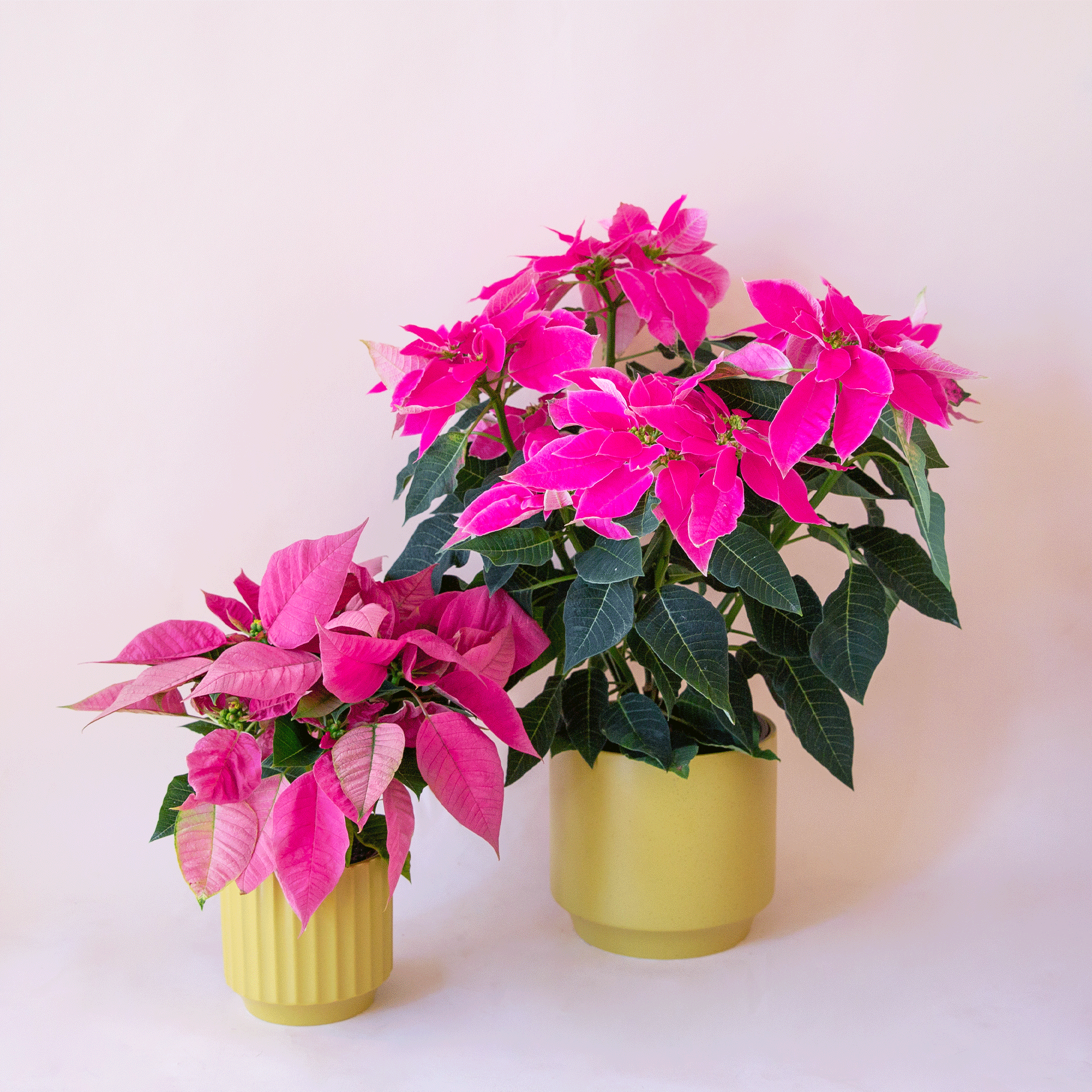 On a light pink background is two of the palm colored pots filled with hot pink poinsettias. 