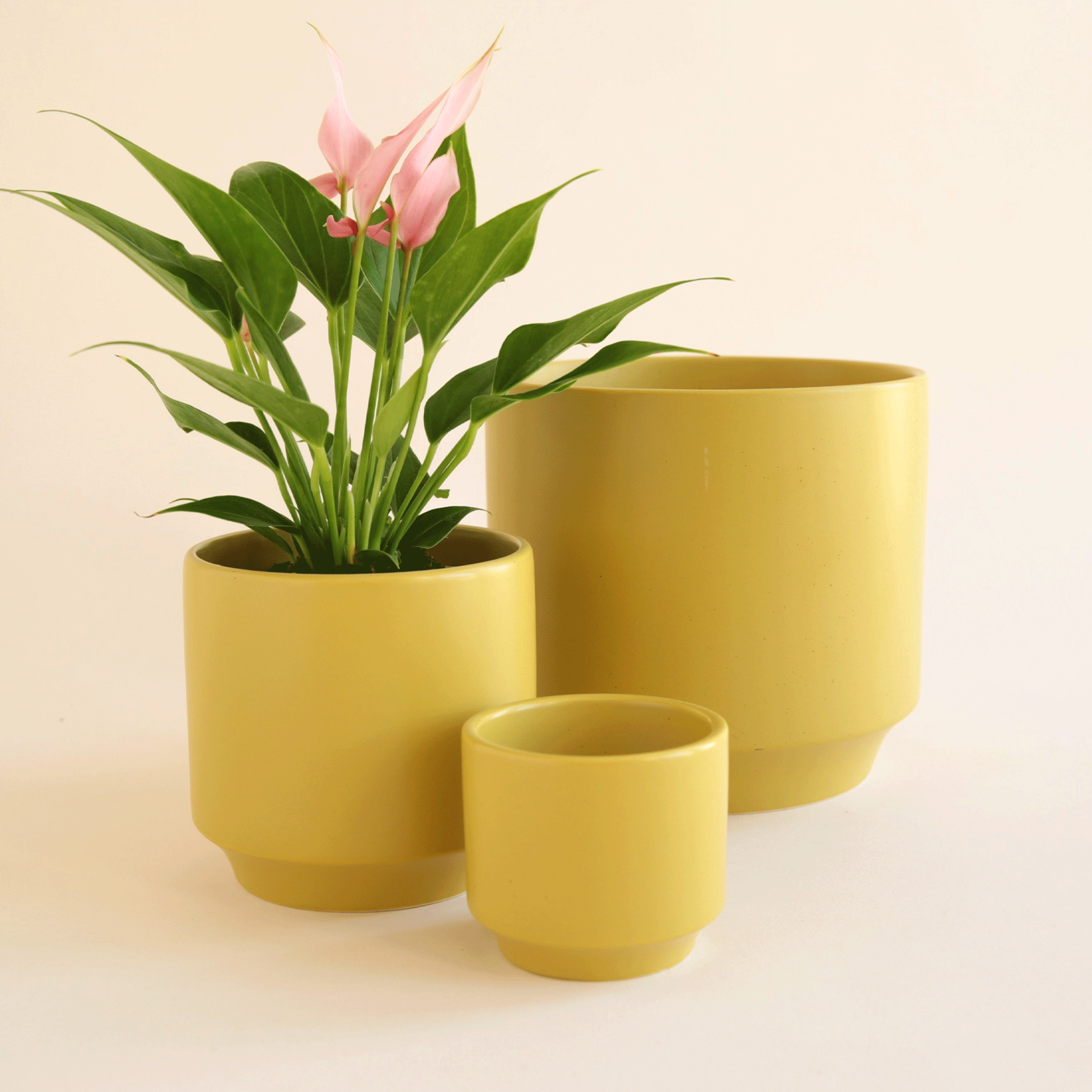 On an ivory background is three different sized ceramic planters in chartreuse shade with a slight speckle detail and a tapered base.