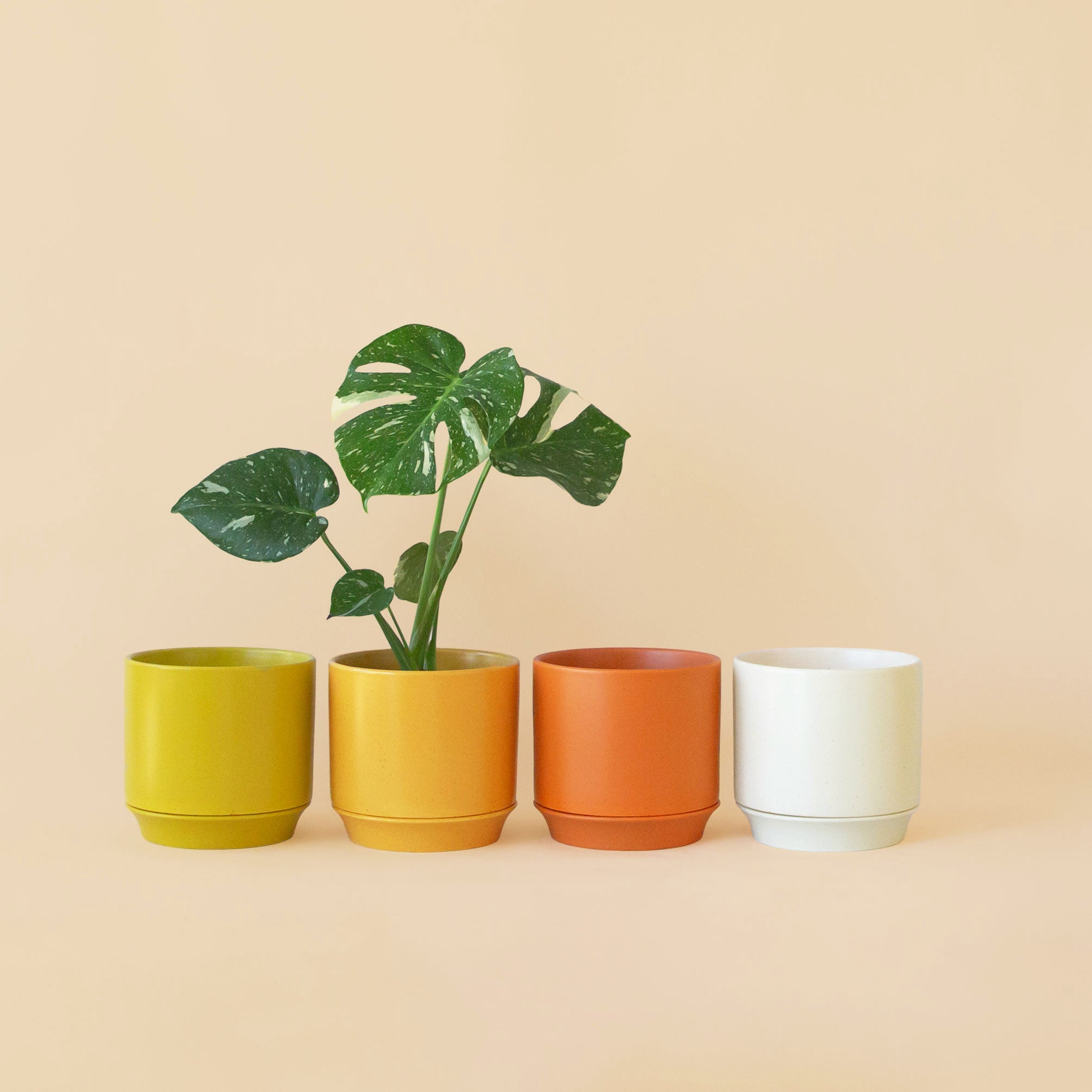 Four pots on a peach ground.  The pots are green, yellow, orange and white.  The yellow pot has a monstera plant in it.