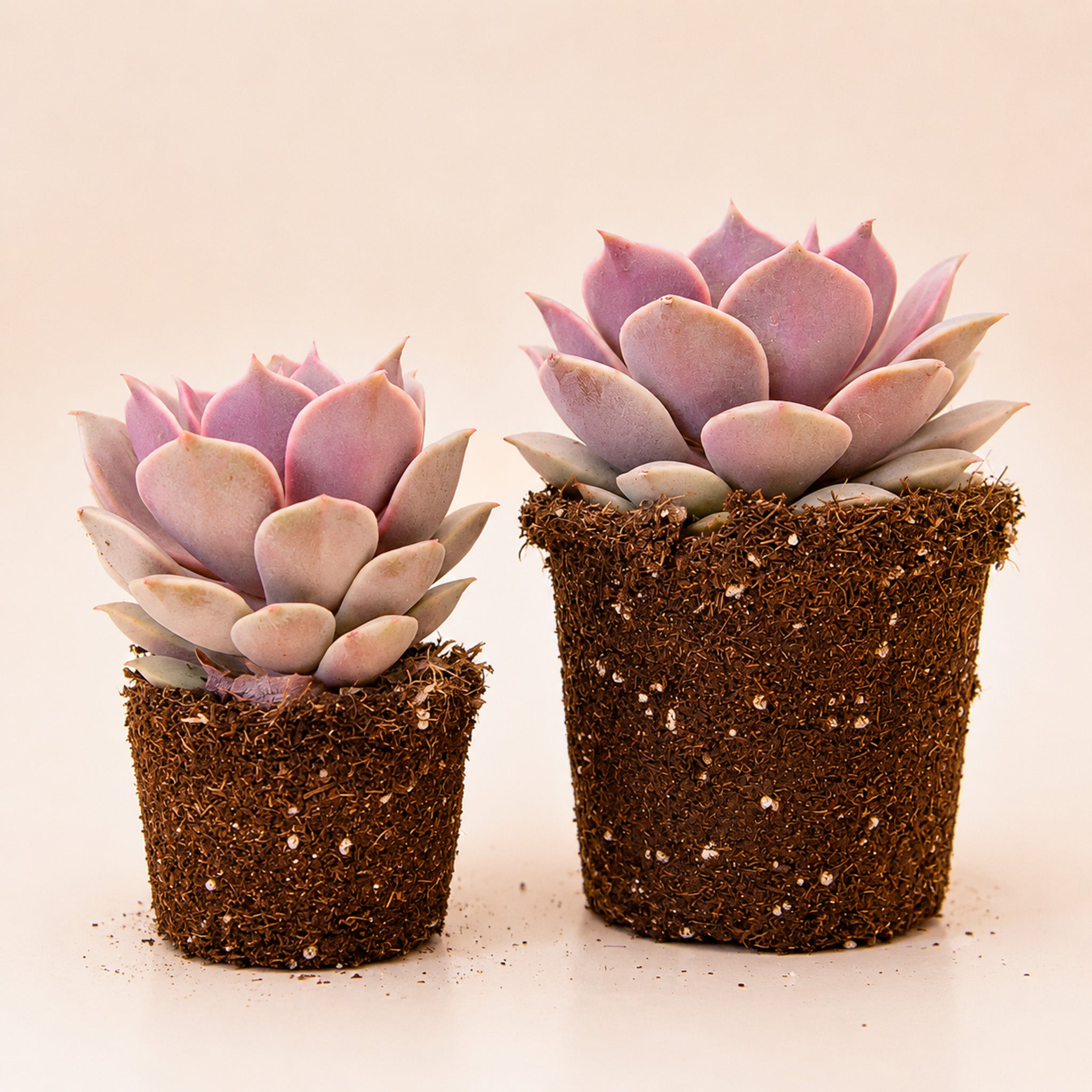 Two succulents with a pink leaf