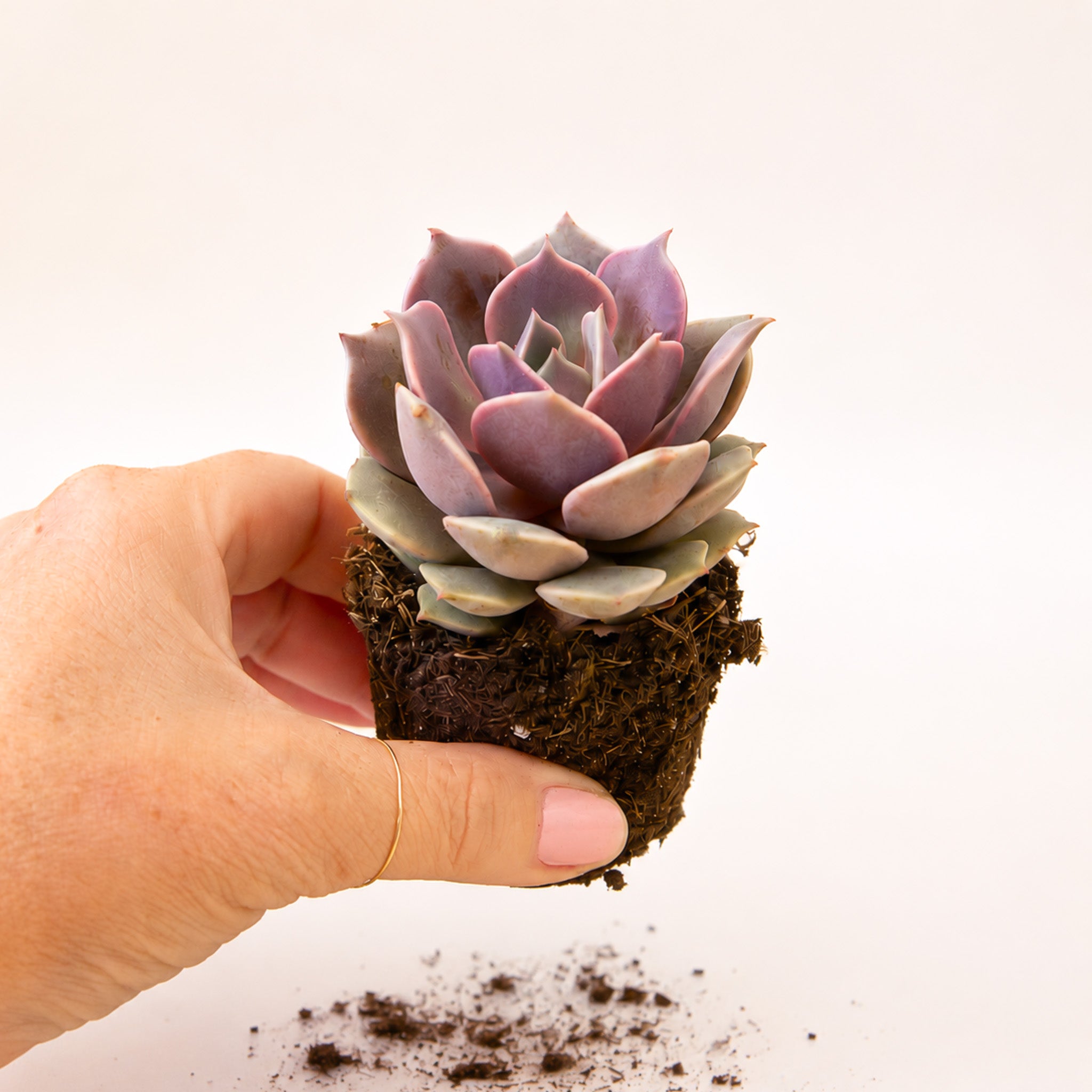 Two succulents with a pink leaf