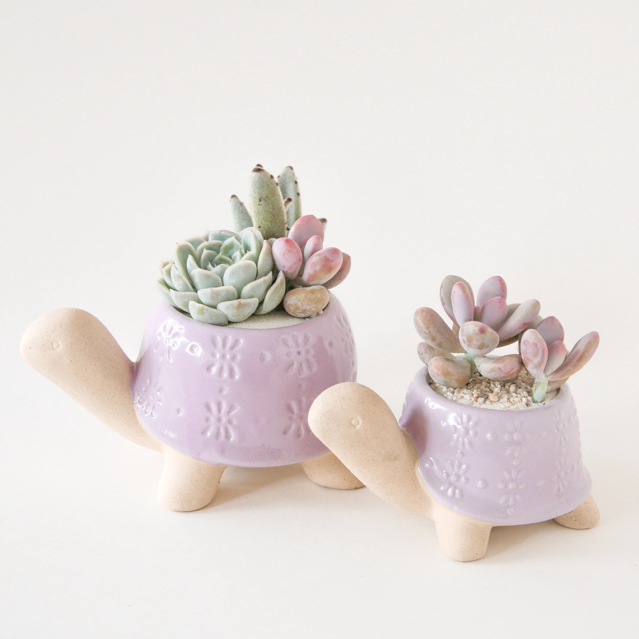 On a white background is two different sized ceramic turtle shaped planters with a lilac purple &quot;shell&quot; and planted with succulents not included.