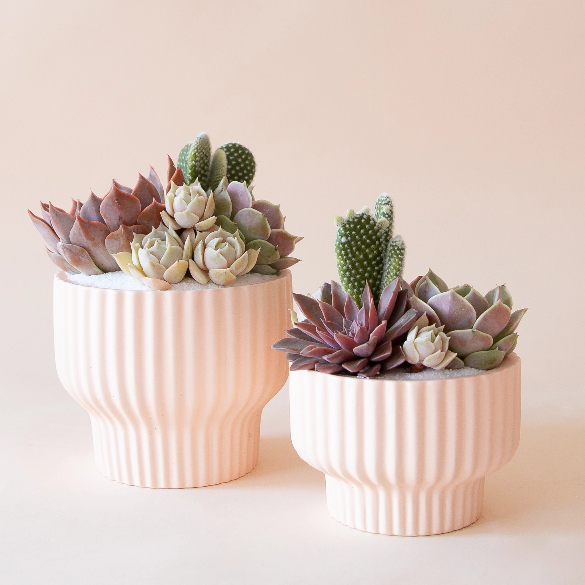 On a tan background is the two sizes of the Presley pedestal pots in the light pink shade filled with cactus and succulent arrangements. 