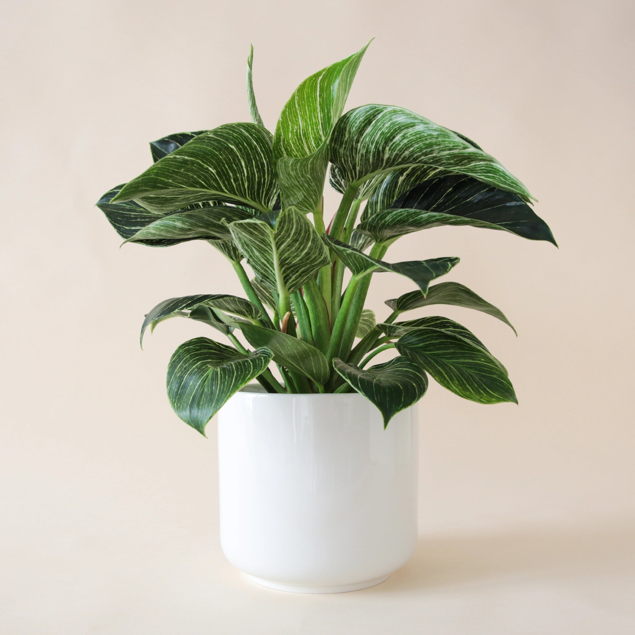 In front of a white background is a round white pot.  Inside the pot is a philodendron brikin. The light green stems are tall and stick straight up. Most of the leaves are green and pointed at the top. Some of the leaves have white stripes.