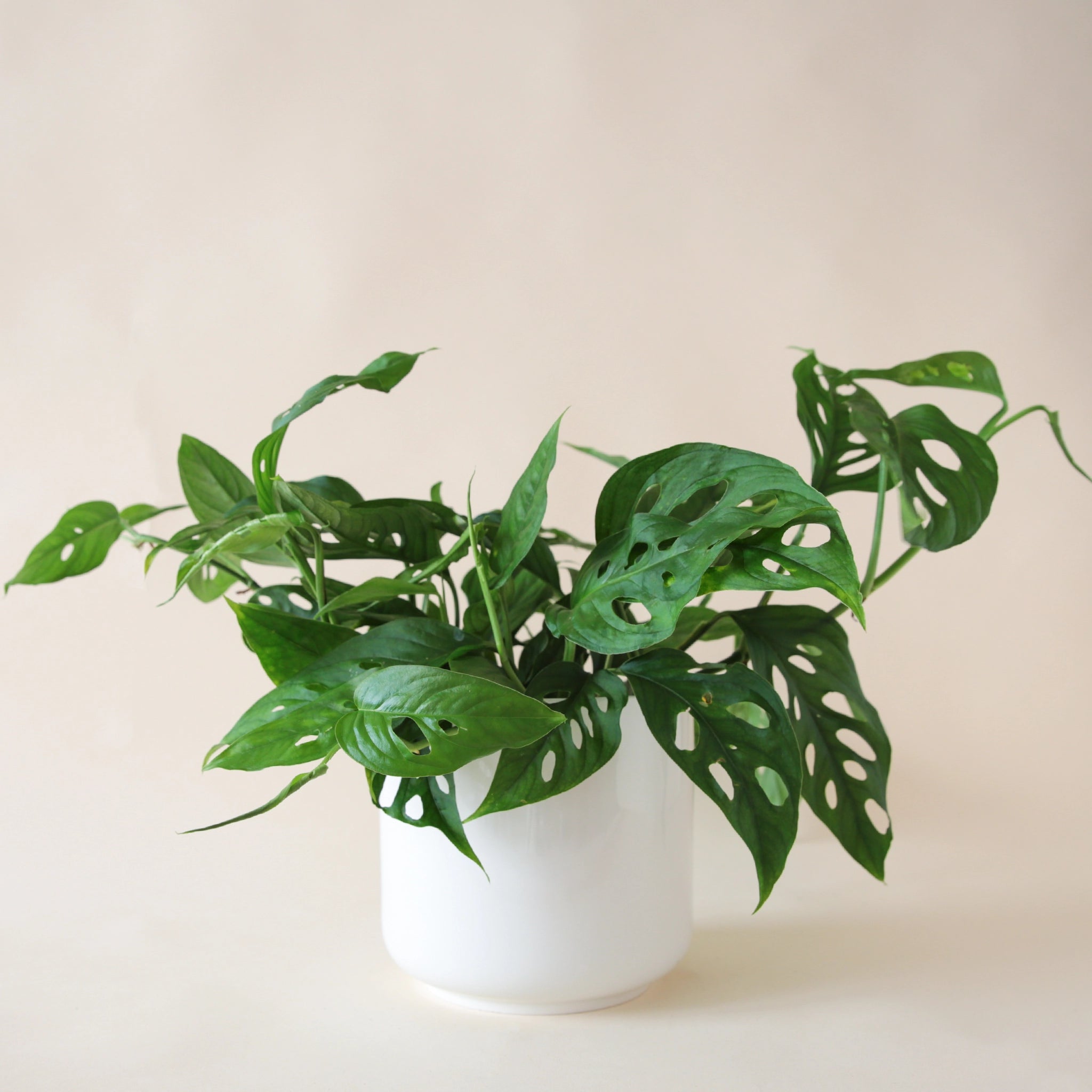 On a white background is a Monstera Adansonii Swiss cheese plant in a white ceramic planter
