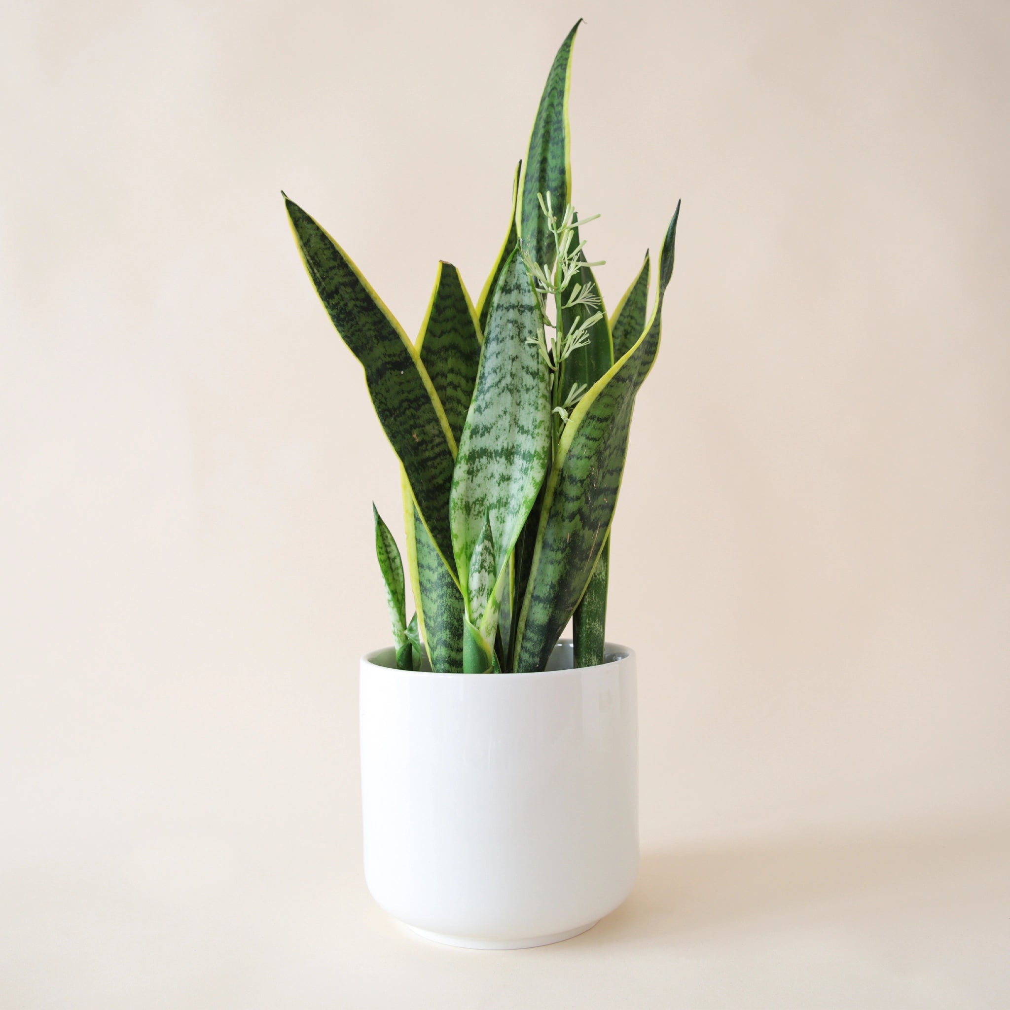 In front of a soft cream background is a white cylinder pot. Inside the pot is a sansevieria laurentii. The leaves are tall and stiff with a pointed top. They are green and light green stripes with a bright yellow border around the edges.