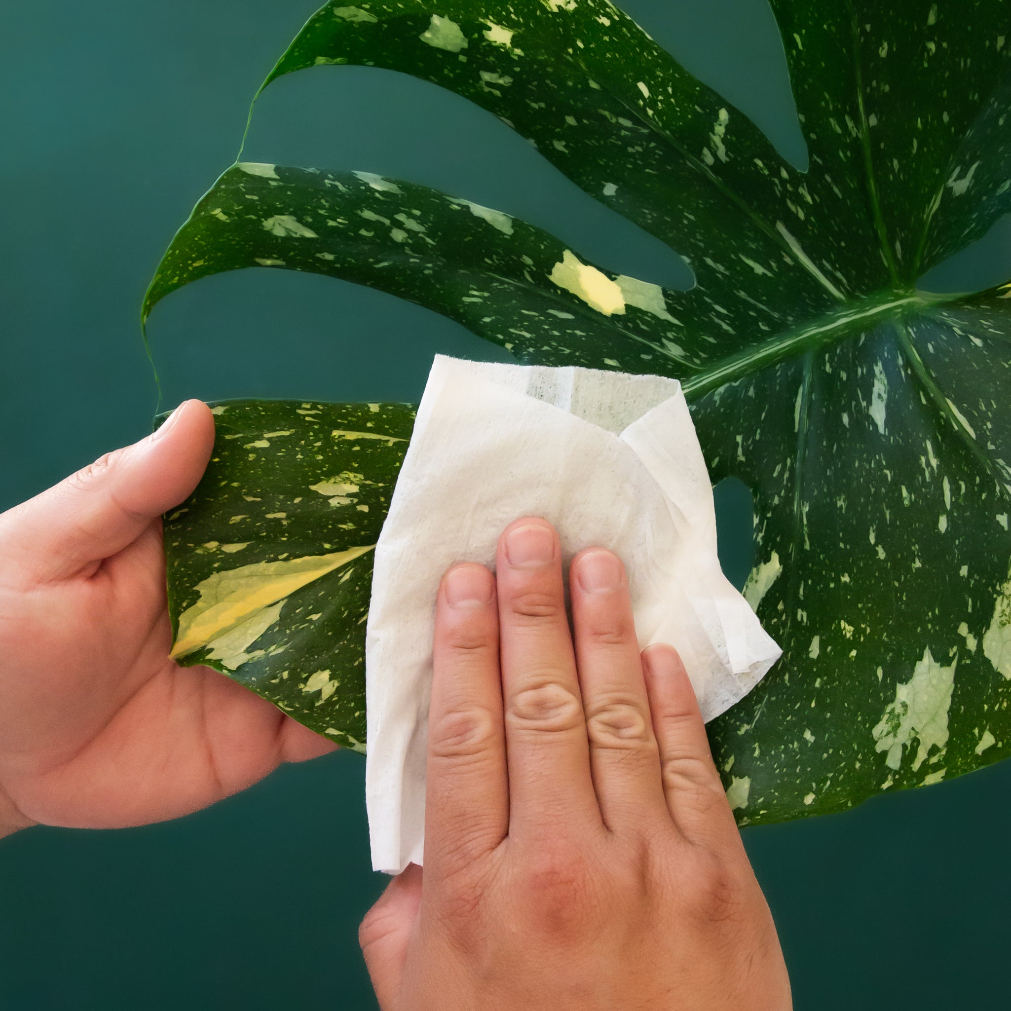 A plant safe wipe for house plants. 