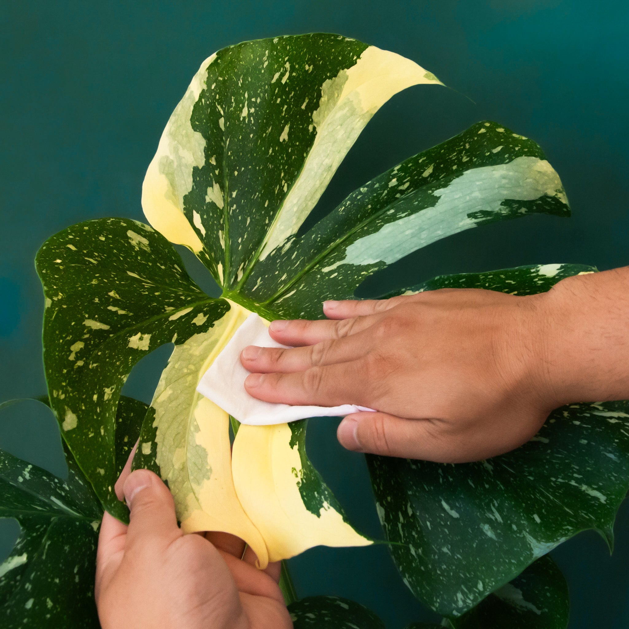 A plant safe wipe for house plants. 