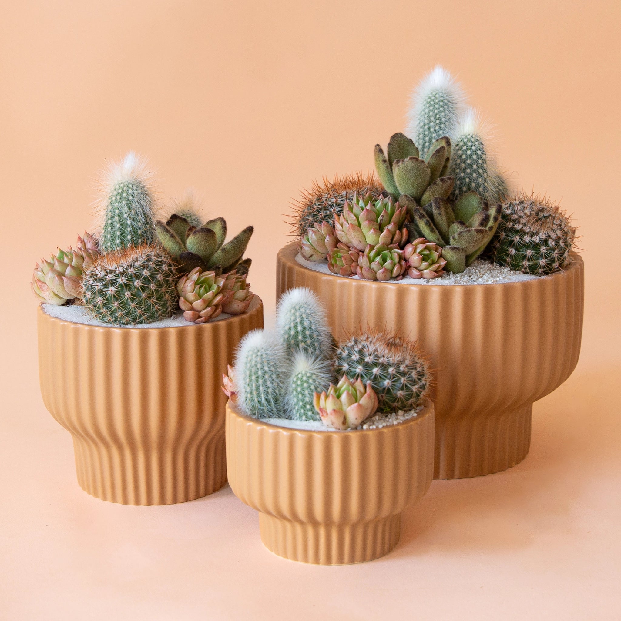 On a peachy background is a burnt orange colored ribbed pedestal planter in three different sizes filled with succulent and cacti plantings.