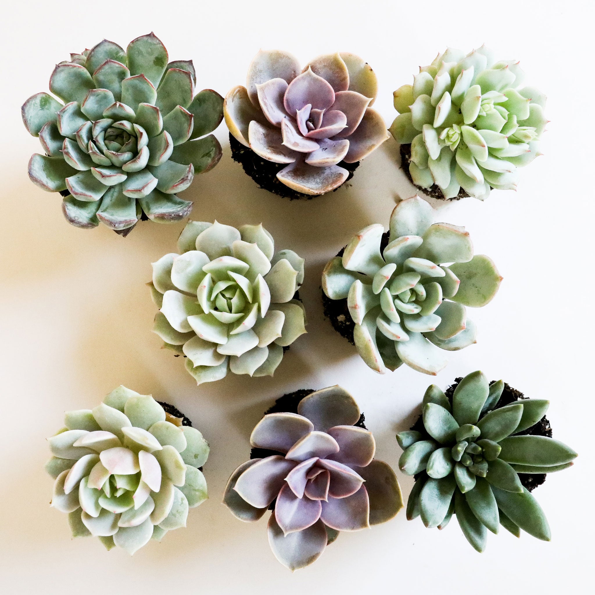 Birds eye view of a white background with eight different succulents. The succulents are cool tones of different shades of green and light lavender.