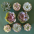 Birds eye view of a white background with eight different succulents. The succulents are cool tones of different shades of green and light lavender.