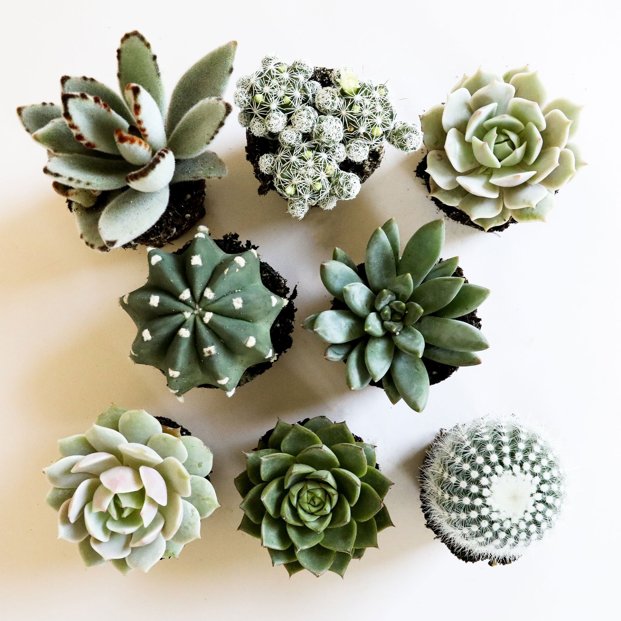 Birds eye view of a white background and eight different cacti and succulents. All of the succulents and cacti are cool tones; white and different shades of green.