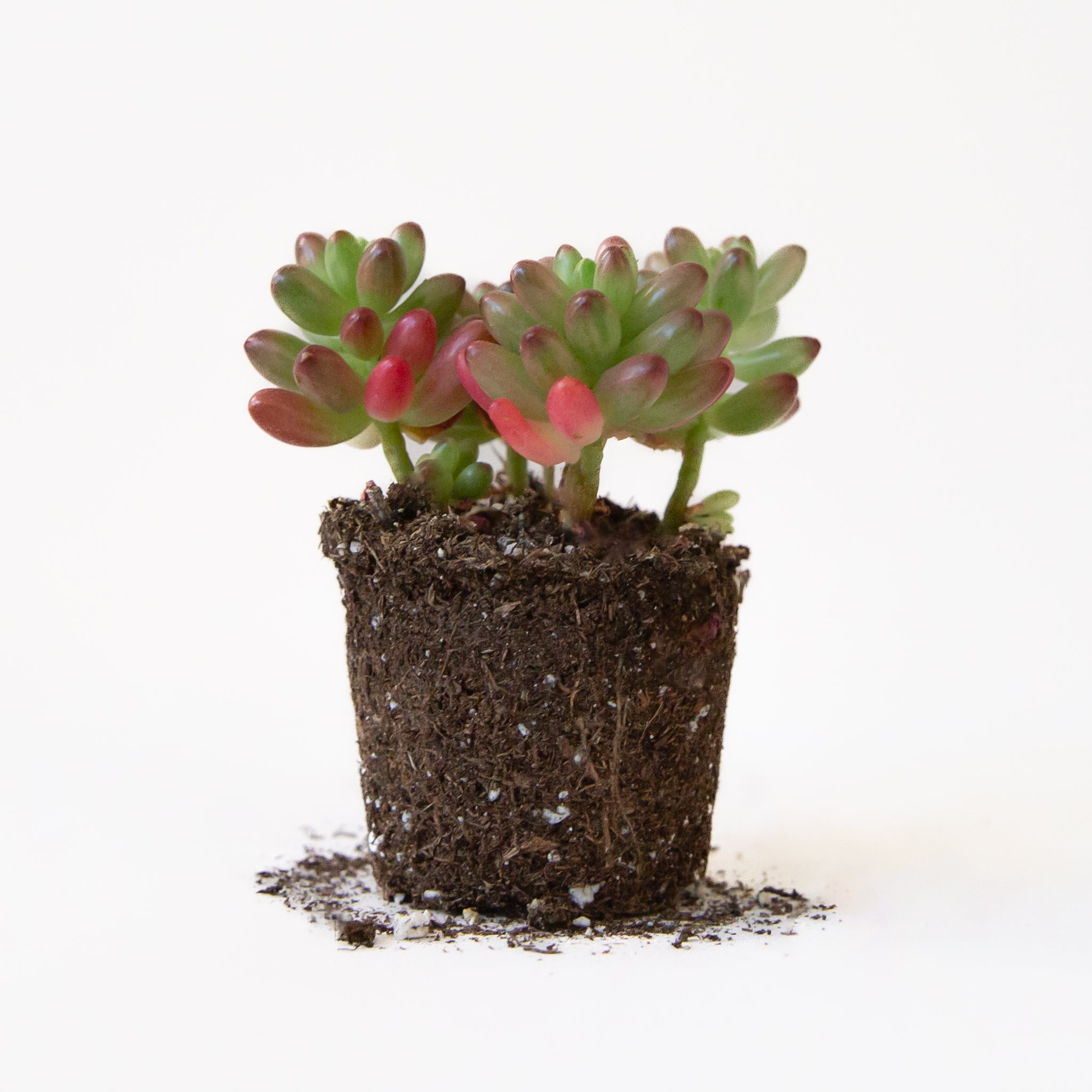 A succulent called sedum aurora. 